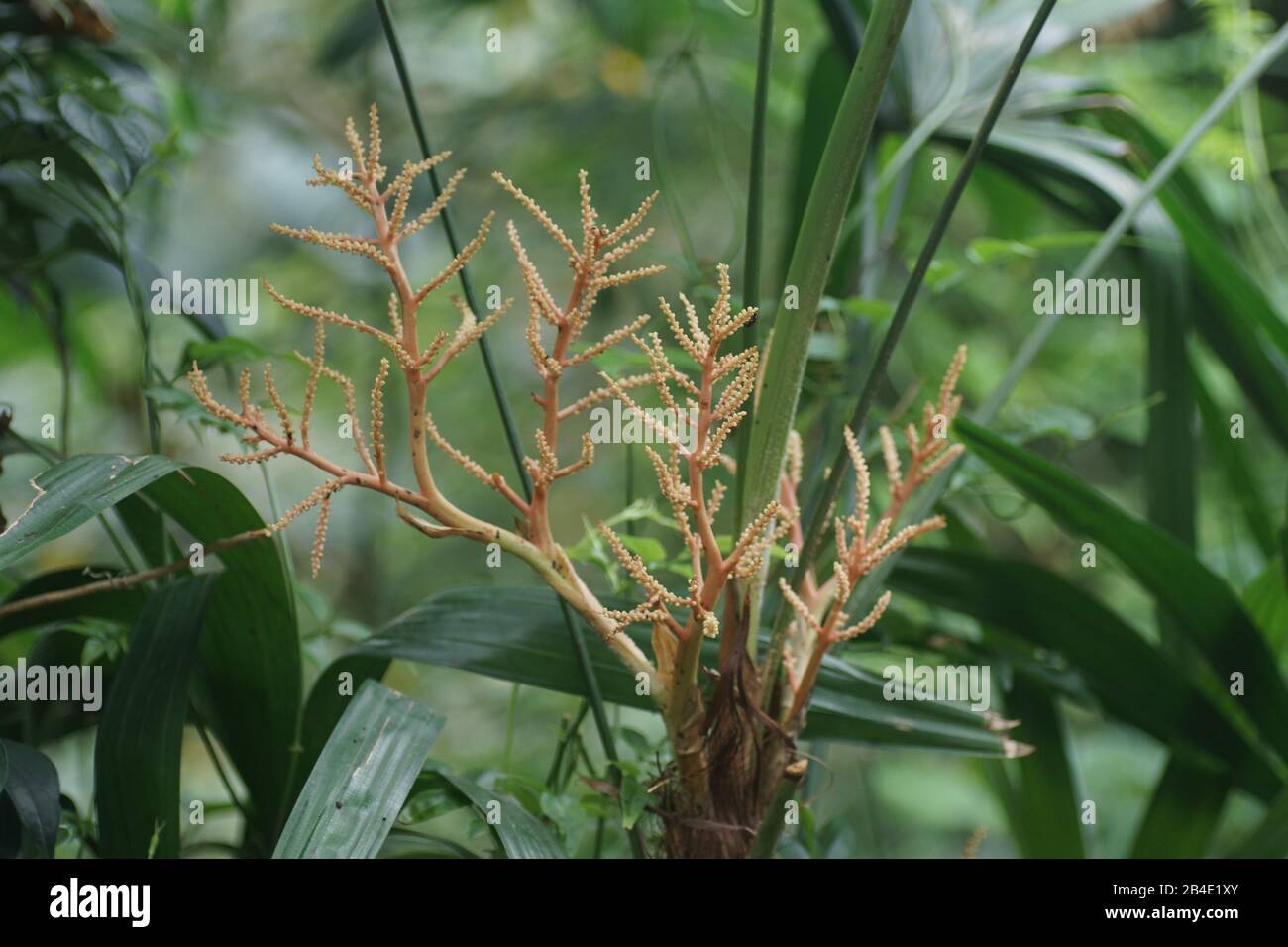 Rhapis excelsa Banque D'Images