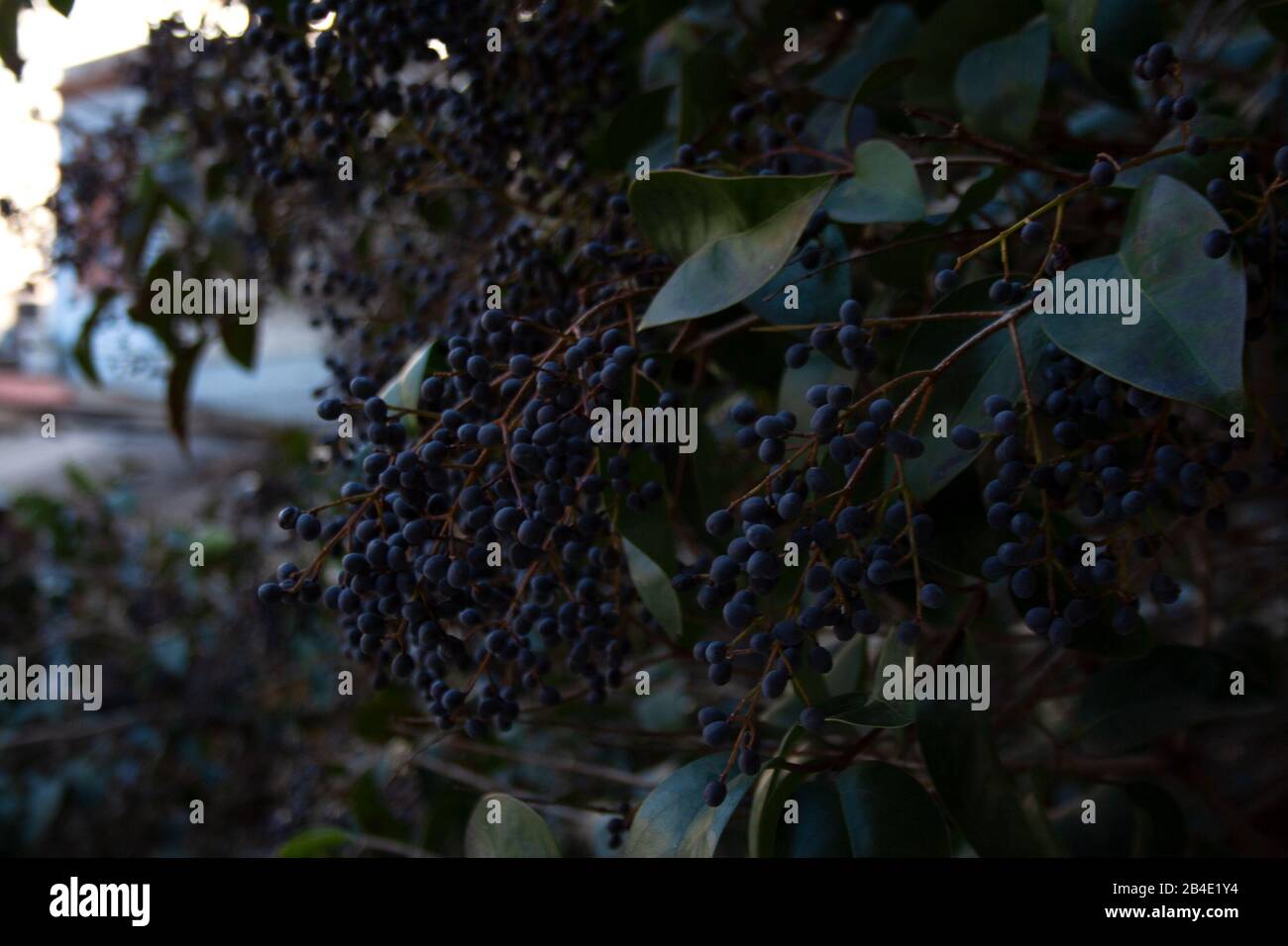 Branche de l'arbre Blackthorn avec un bouquet de baies violettes sombres de près Banque D'Images