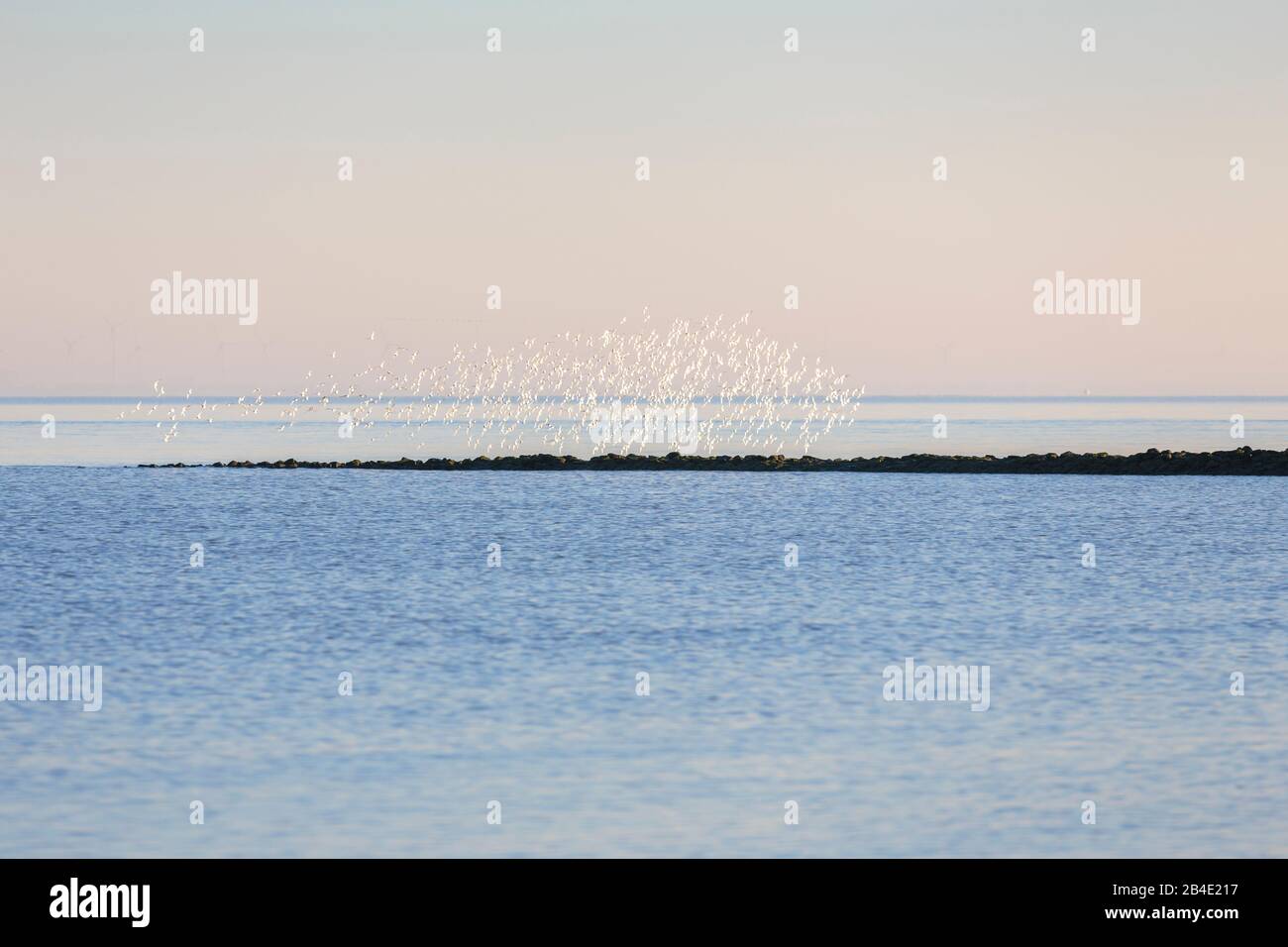 Europe, Allemagne, Basse-Saxe, Otterndorf, un troupeau de sanderlinge hivernant (Calidris alba) dans le vol du matin au-dessus de l'estuaire de l'Elbe, Ici les oiseaux montrent le plumage blanc de leur côté ventral, Banque D'Images