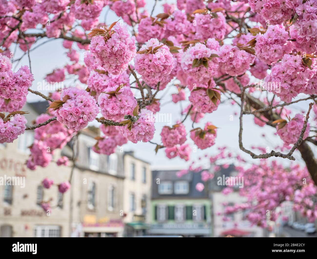 Europa, Frankreich, Bretagne, Huelgoat, Kirschblüten Banque D'Images