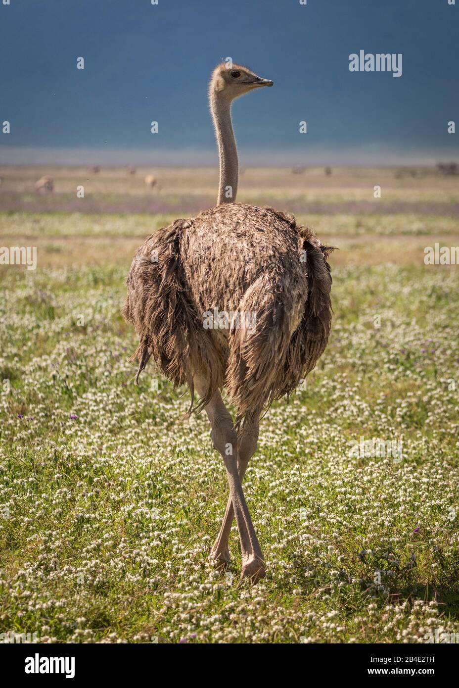 Un safari à pied, tente et jeep dans le nord de la Tanzanie à la fin de la saison des pluies en mai. Parcs Nationaux Serengeti, Cratère Ngorongoro, Tarangire, Arusha Et Le Lac Manyara. Autruche africaine dans une posture élégante. Banque D'Images