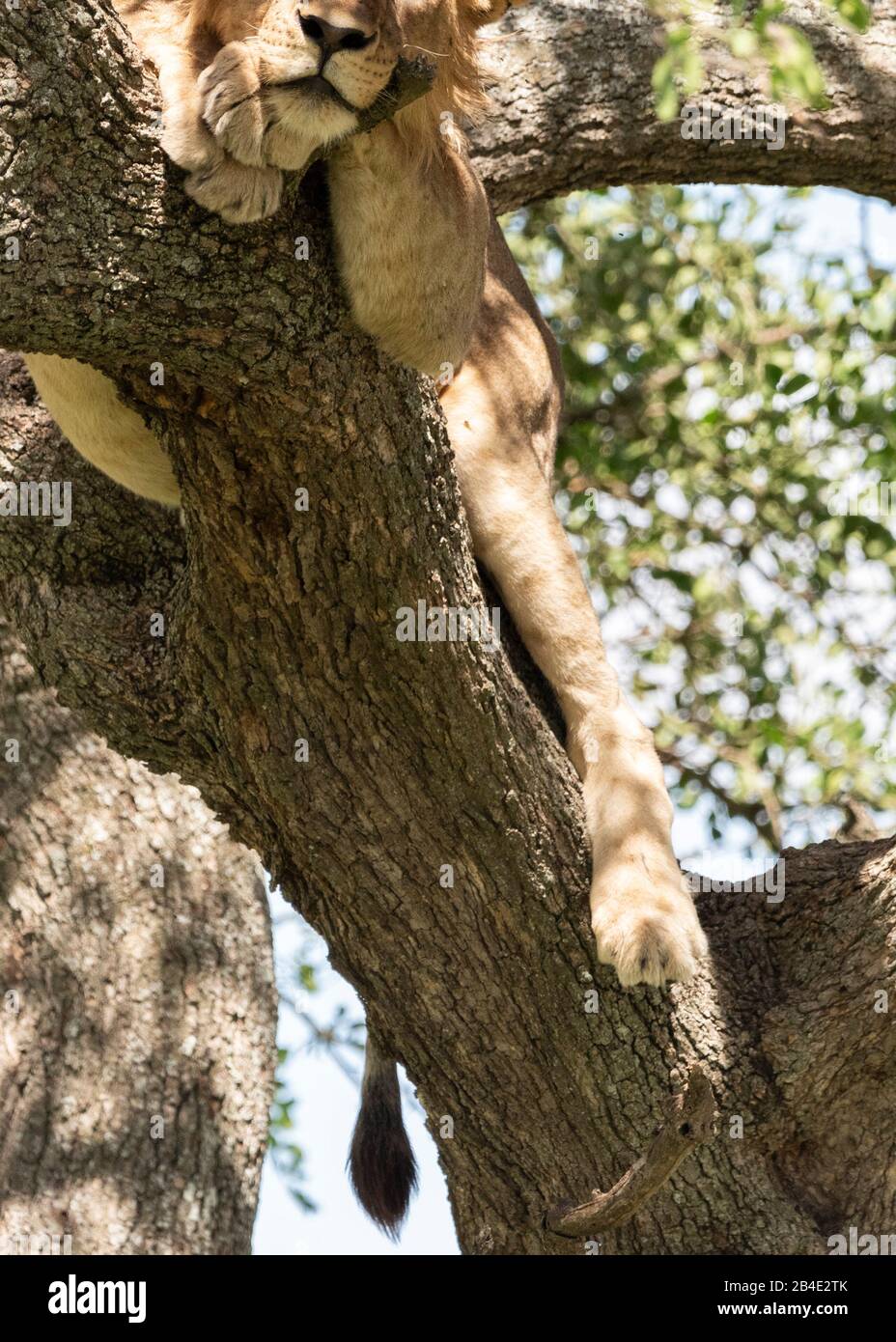 Un safari à pied, tente et jeep dans le nord de la Tanzanie à la fin de la saison des pluies en mai. Parcs Nationaux Serengeti, Cratère Ngorongoro, Tarangire, Arusha Et Le Lac Manyara. Lions grimpant des arbres et dormir là ... - dans le Serengeti. Banque D'Images