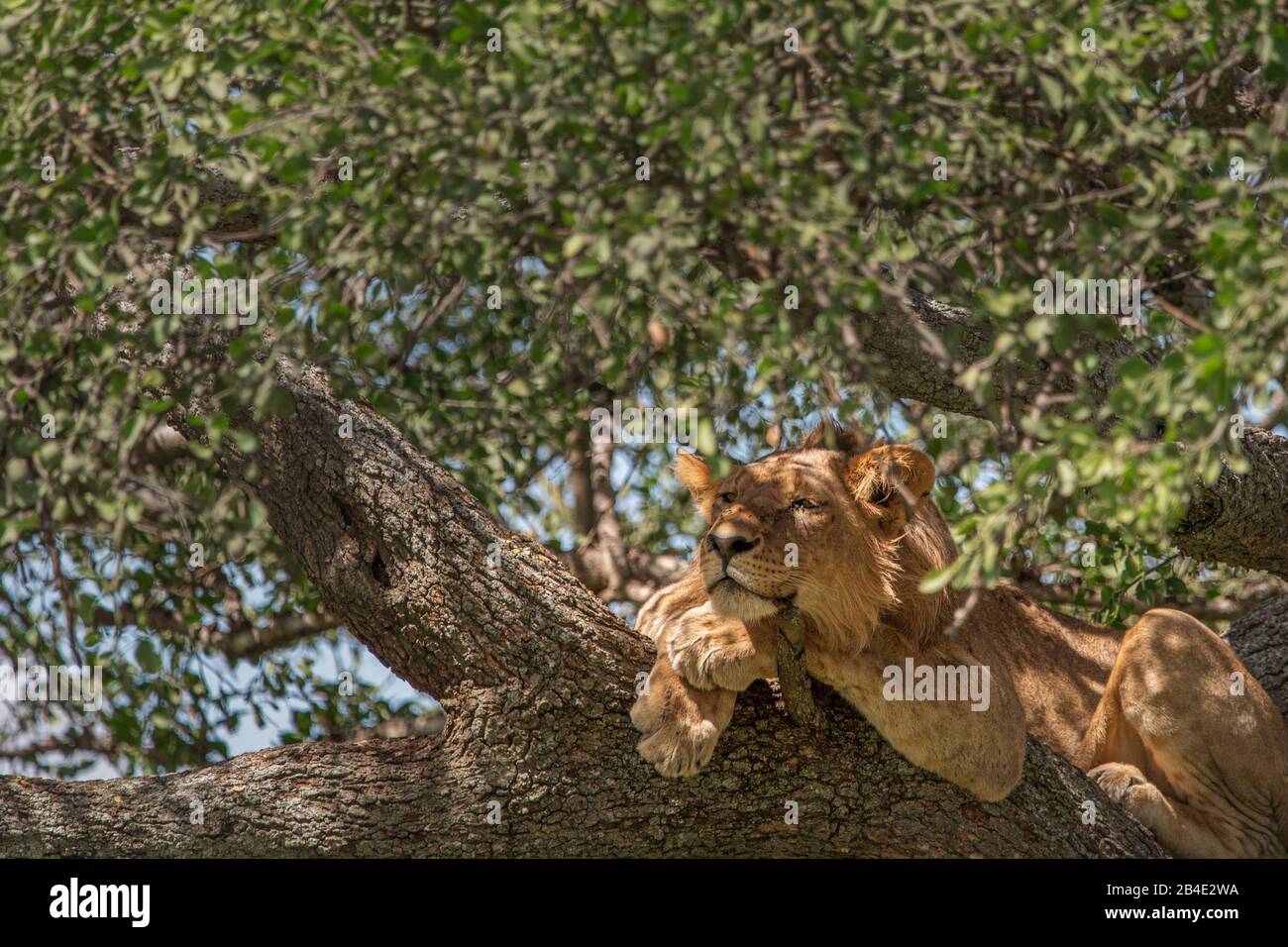 Un safari à pied, tente et jeep dans le nord de la Tanzanie à la fin de la saison des pluies en mai. Parcs Nationaux Serengeti, Cratère Ngorongoro, Tarangire, Arusha Et Le Lac Manyara. Lions grimpant des arbres et dormir là ... - dans le Serengeti. Banque D'Images