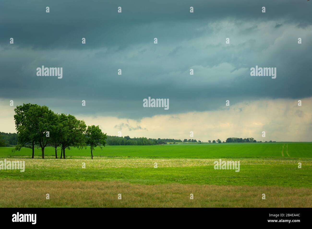 Quelques arbres et prairies vertes, nuages pluvieux sombres sur le ciel Banque D'Images