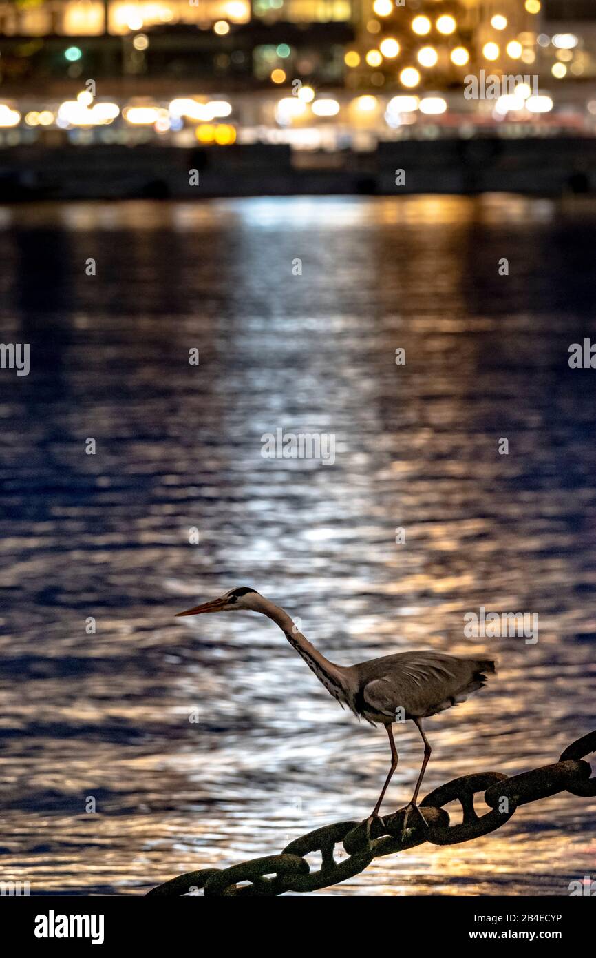 Le Great Blue Heron pêche la nuit au coeur de Stockholm Banque D'Images