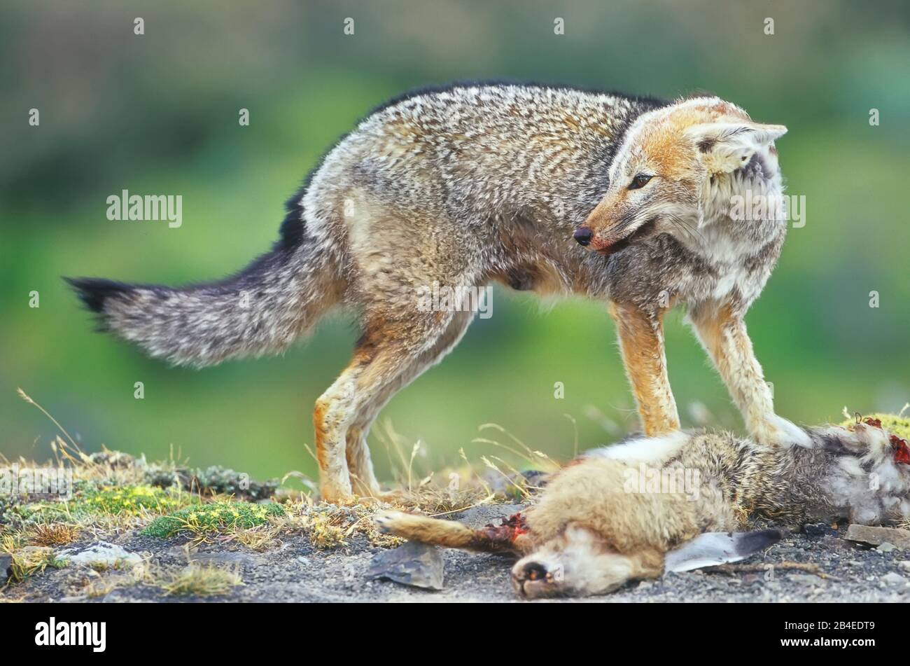 Le renard gris de Patagonie (Dusicyon griseus griseus) près de sa proie tuée.Parc national Torres del Paine, Patagonie, Chili, Amérique du Sud Banque D'Images