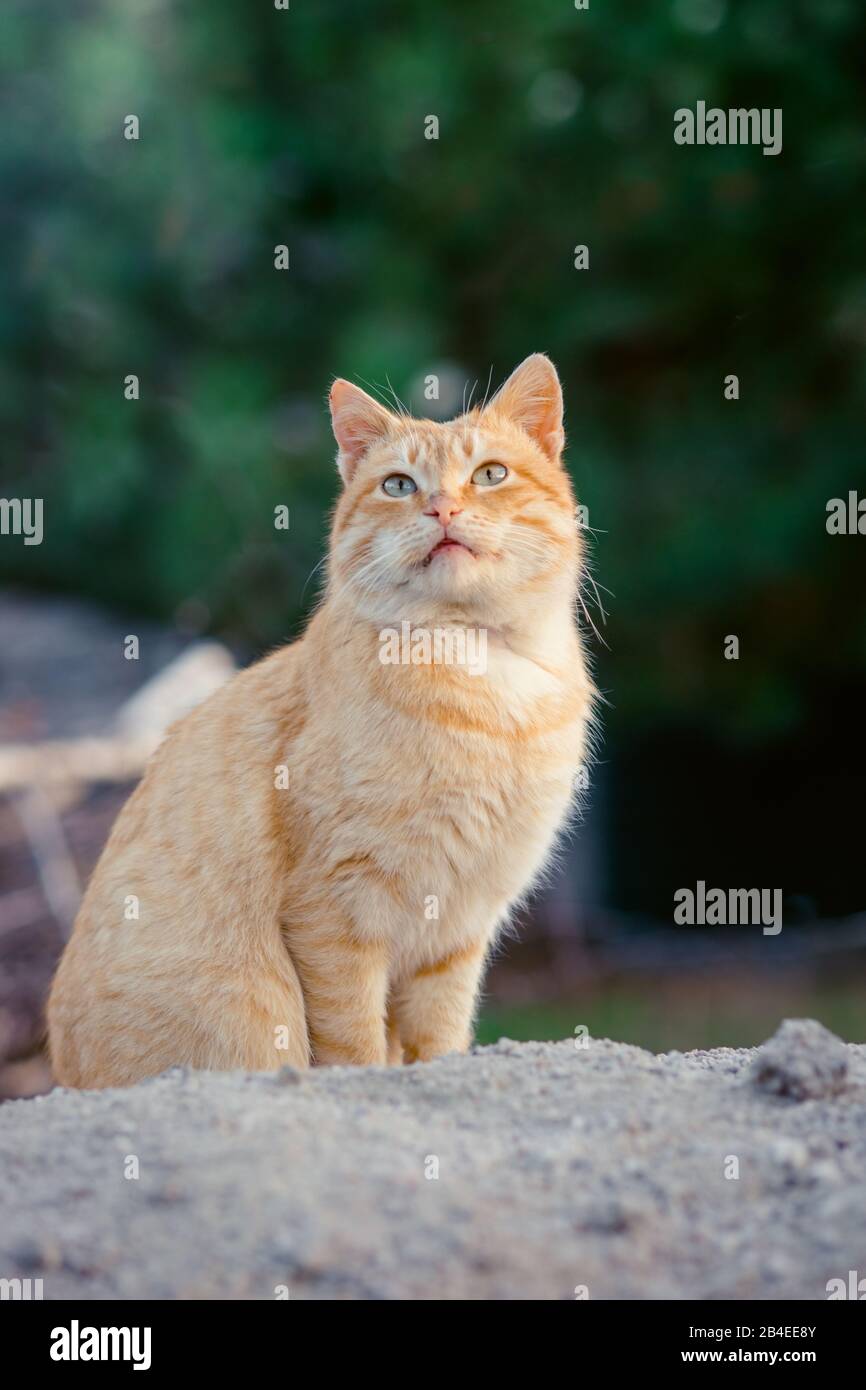 Un chat rouge surpris est assis dans le jardin. Portrait Cat. Banque D'Images