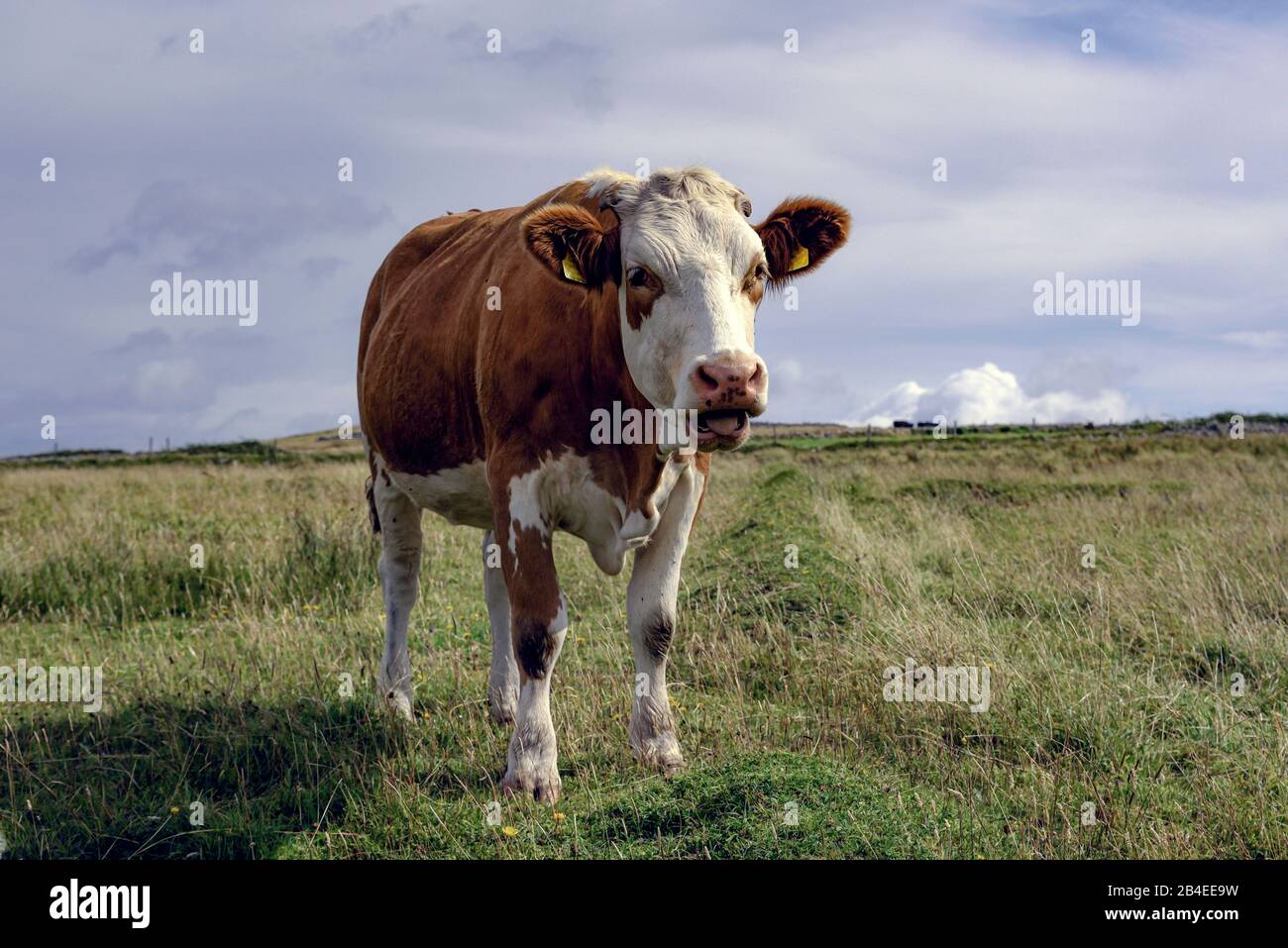 Une vache à pois brun et blanc qui regarde les pâturages vallonnés en Irlande en regardant la caméra Banque D'Images