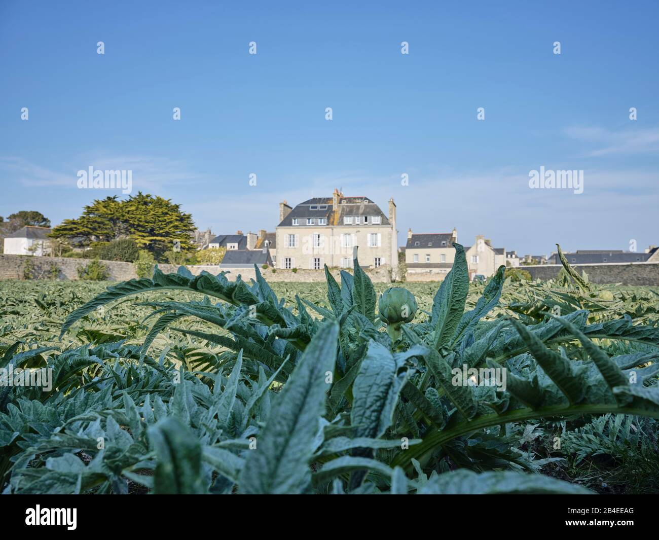 Europe, France, Bretagne, Roscoff, Artichaut Field Banque D'Images