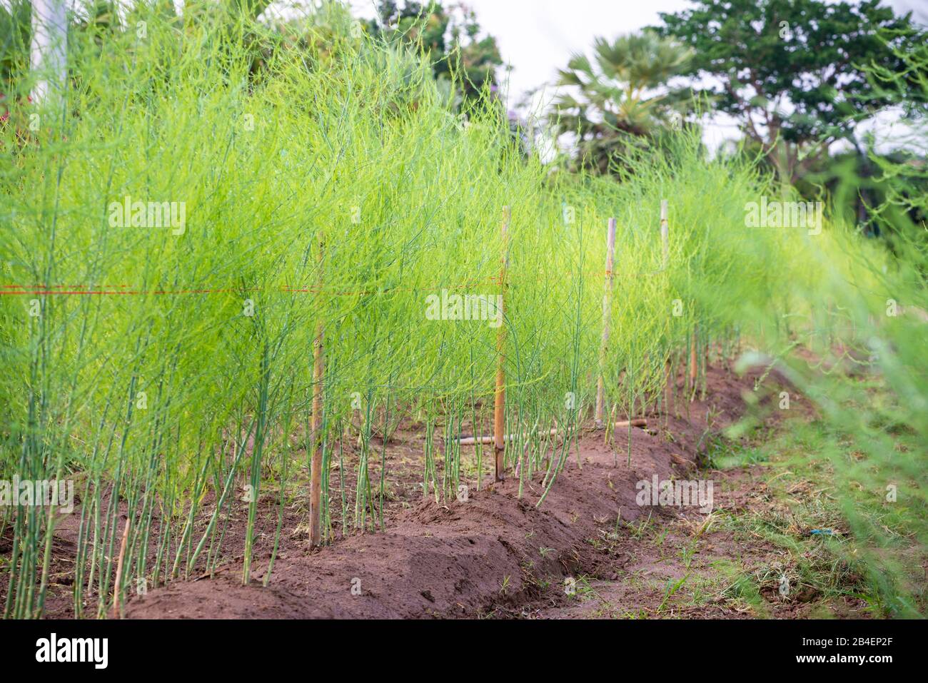 Les plantes avec de petites feuilles vertes d'asperges comestibles, d'asperges de jardin ou d'asperges Officinalis poussent dans le champ, Plantant des légumes et de l'agricul Banque D'Images