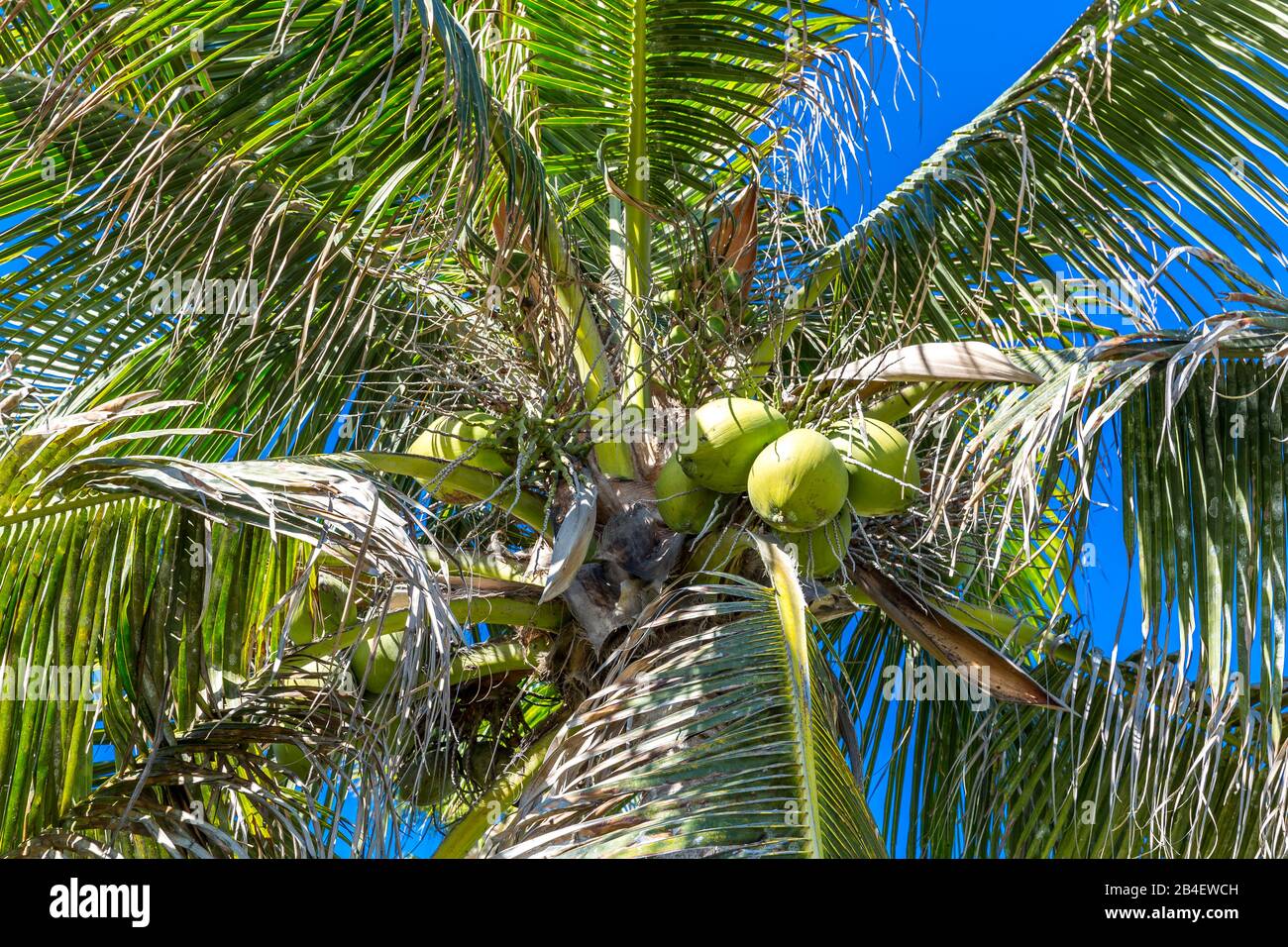 Palmier à noix de coco avec noix de coco, parc Lummus, Miami Beach, Comté de Miami-Dade, Floride, États-Unis, Amérique du Nord Banque D'Images