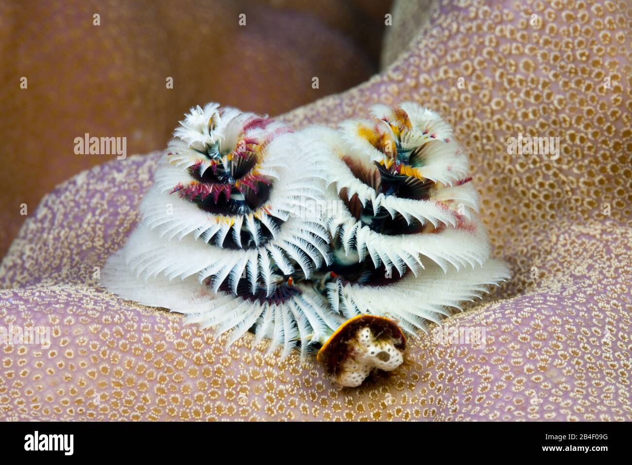 White Christmas-Tree-Worm, Spirobranchus giganteus, Tufi, Mer Salomon, Papouasie Nouvelle Guinée Banque D'Images