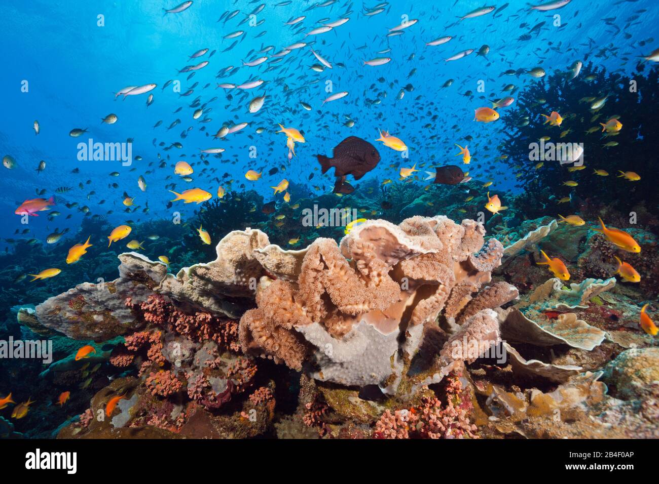 Riche en espèces de coraux, Tufi, Mer Salomon, Papouasie Nouvelle Guinée Banque D'Images