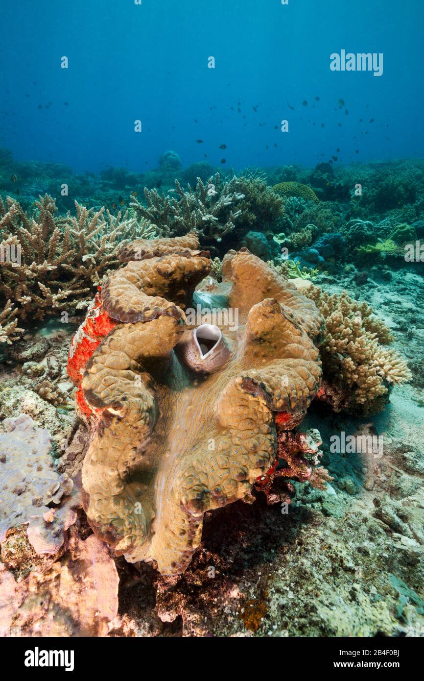 , Bénitiers Tridacna squamosa, Tufi, Mer Salomon, Papouasie Nouvelle Guinée Banque D'Images