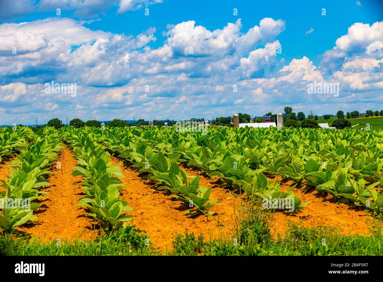 Ronks, PA / USA - 27 juin 2017: Le tabac dans le champ d’un cultivateur du comté de Lancaster est en pleine croissance. Banque D'Images