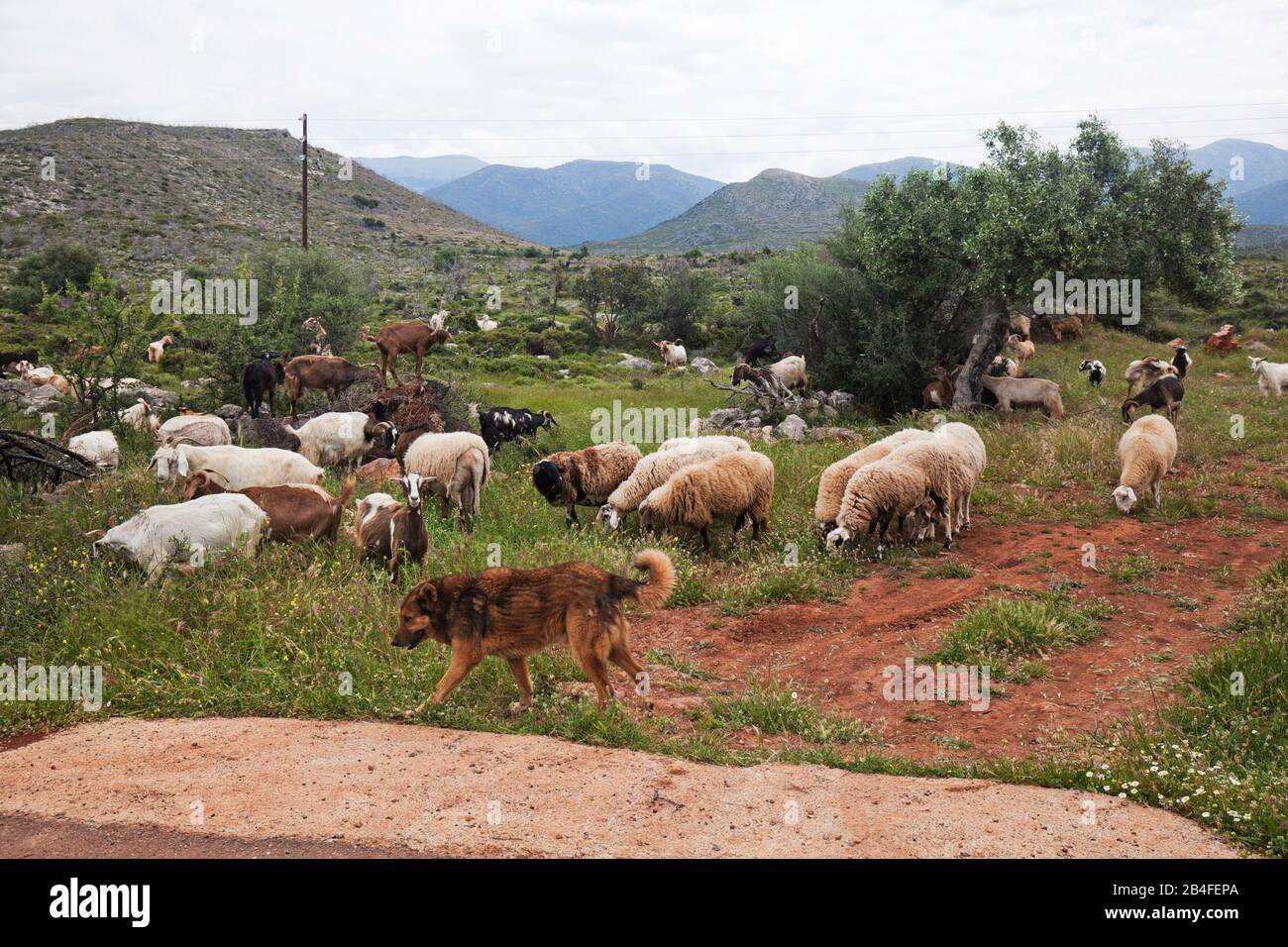 Le chien garde des moutons et des chèvres dans les montagnes d'Arcadia, Grèce Banque D'Images