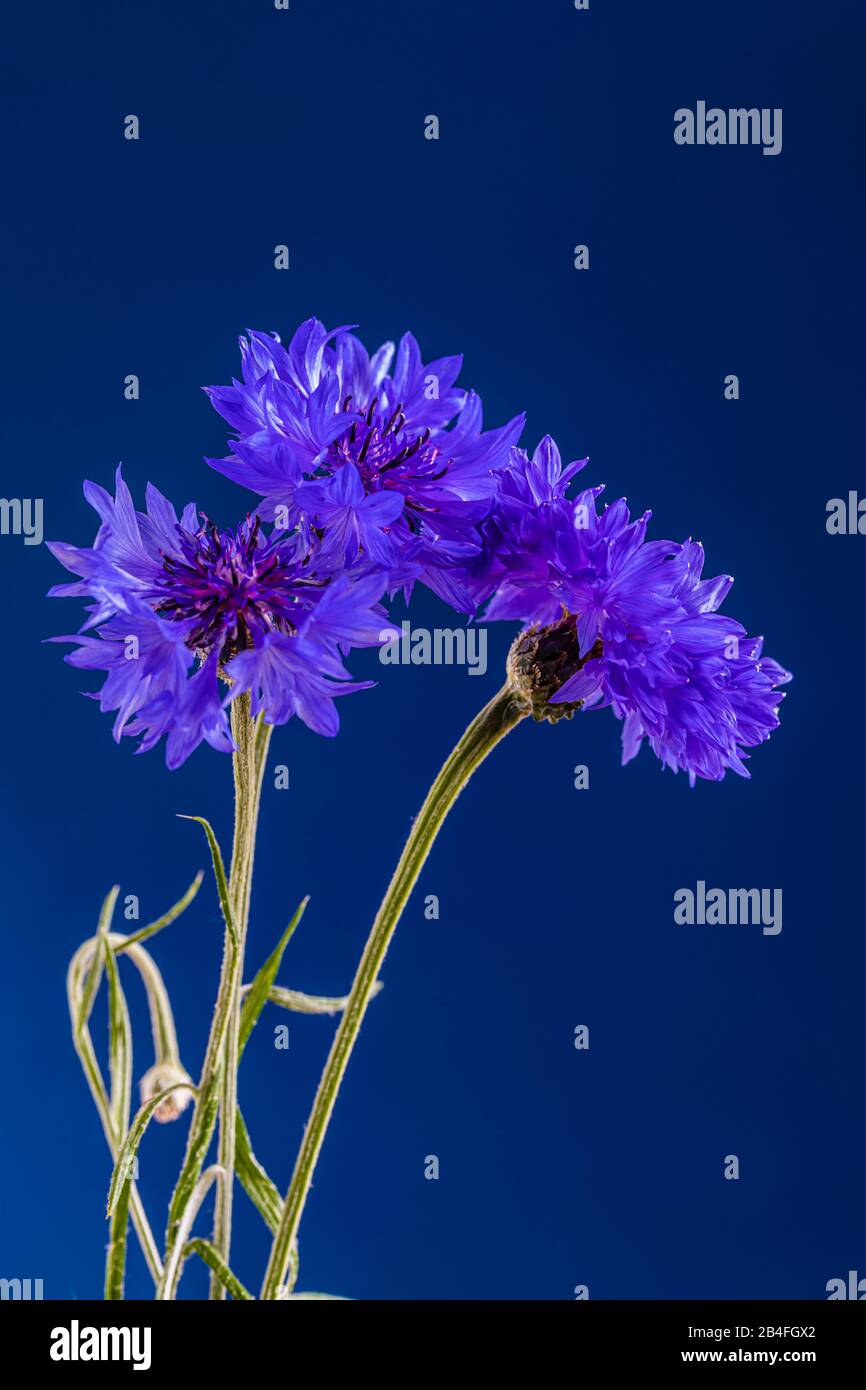 Fleur encore vie, cornflower, Centaurea cyanus, gros plan Banque D'Images