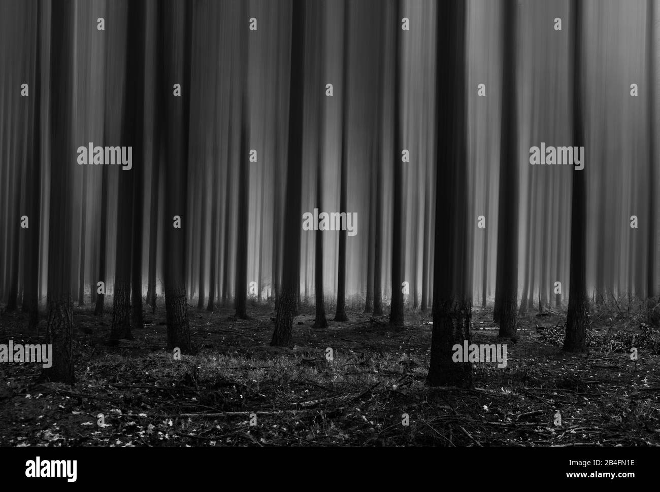 forêt à l'automne, édité surréel Banque D'Images