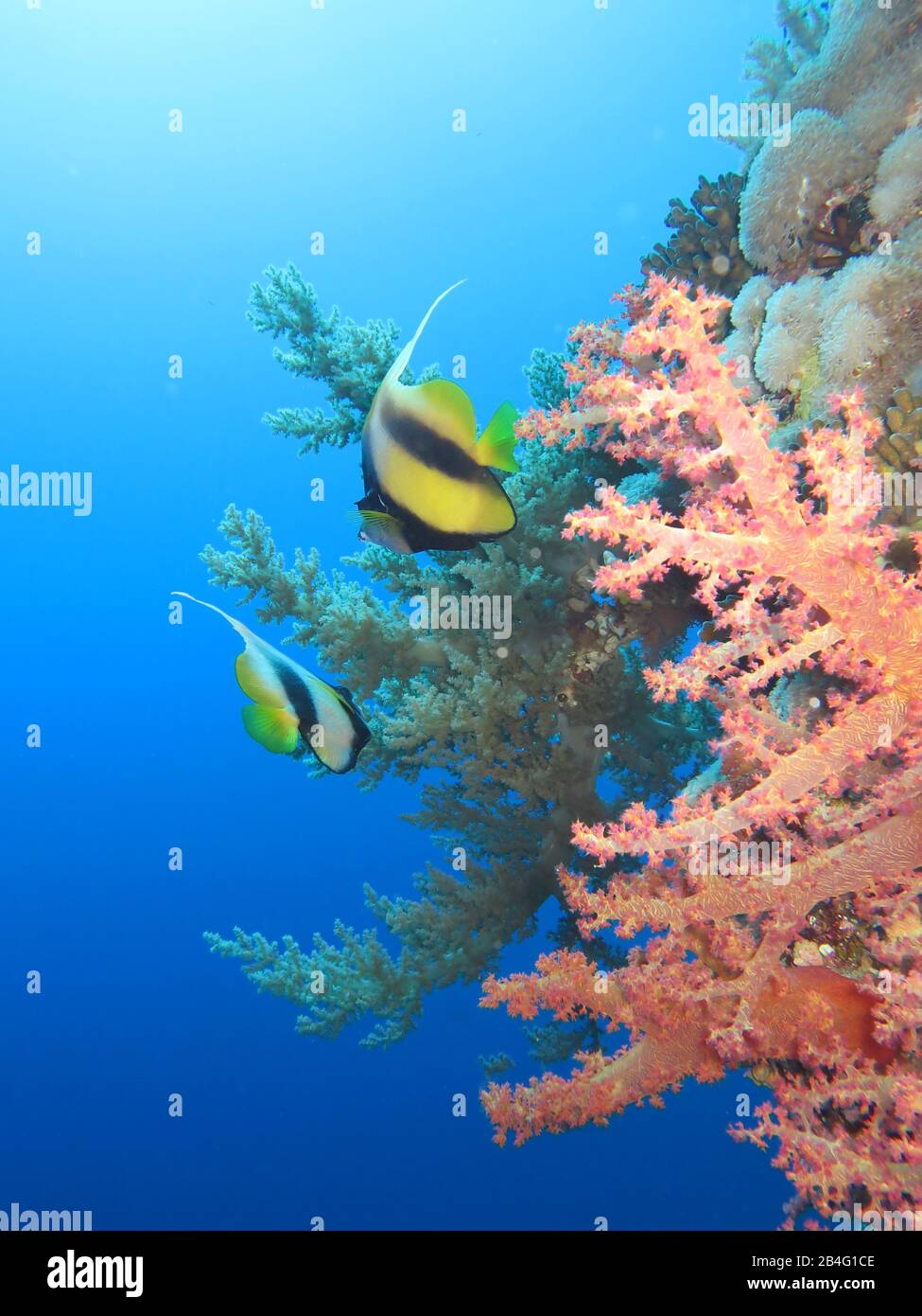 Rotmeer-Wimpelfisch (Heniochus Intermetro), Korallen, Îles Brother, Rotes Meer, Aegypten / Ägiten Banque D'Images