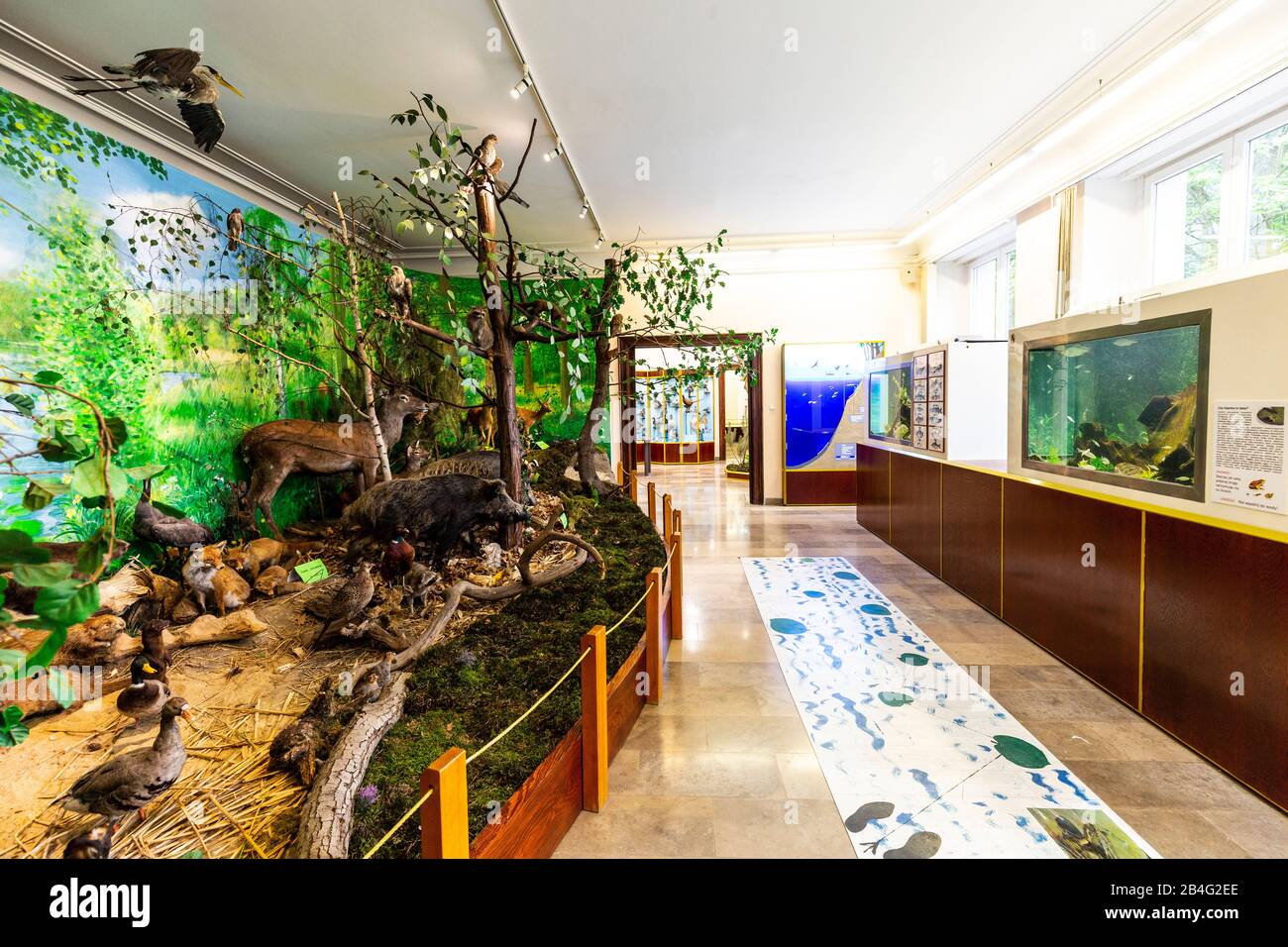 Europe, Pologne, Grande Pologne, Parc National De Wielkopolski - Musée Et Centre Éducatif À Jeziory Banque D'Images