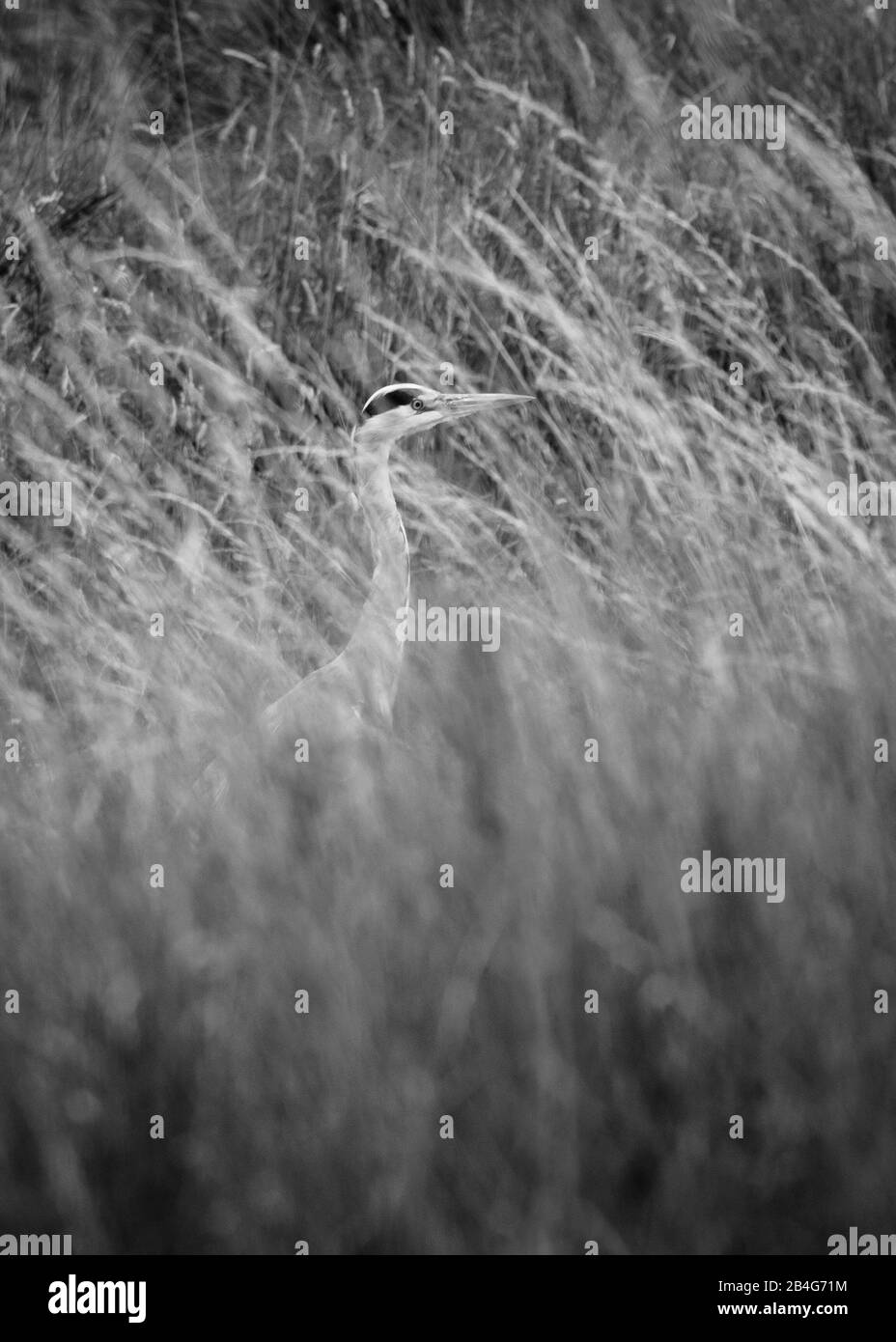 Un héron gris se cache dans la longue herbe de Bushy Park West London Banque D'Images