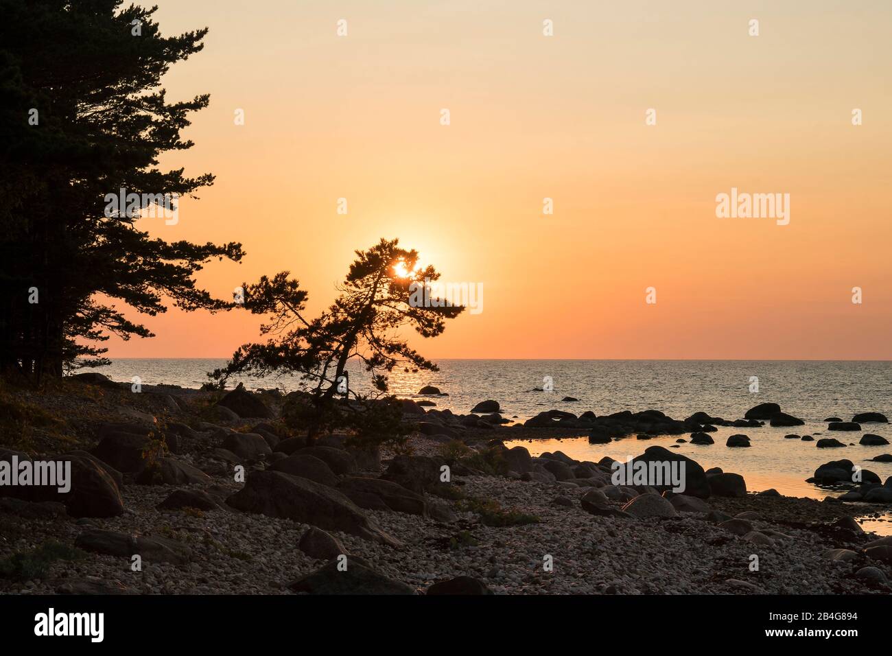 Estland, Ostseeinsel Hiiumaa, Schärenküste, Kiefern Im Abendlicht Banque D'Images