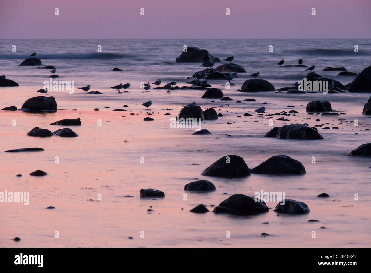 Estland, Ostseeinsel Hiiumaa, Schärenküste Im Abendlicht, Möwen Banque D'Images