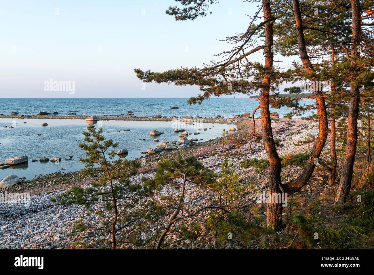 Estland, Ostseeinsel Hiiumaa, Schärenküste, Kiefern Im Abendlicht Banque D'Images