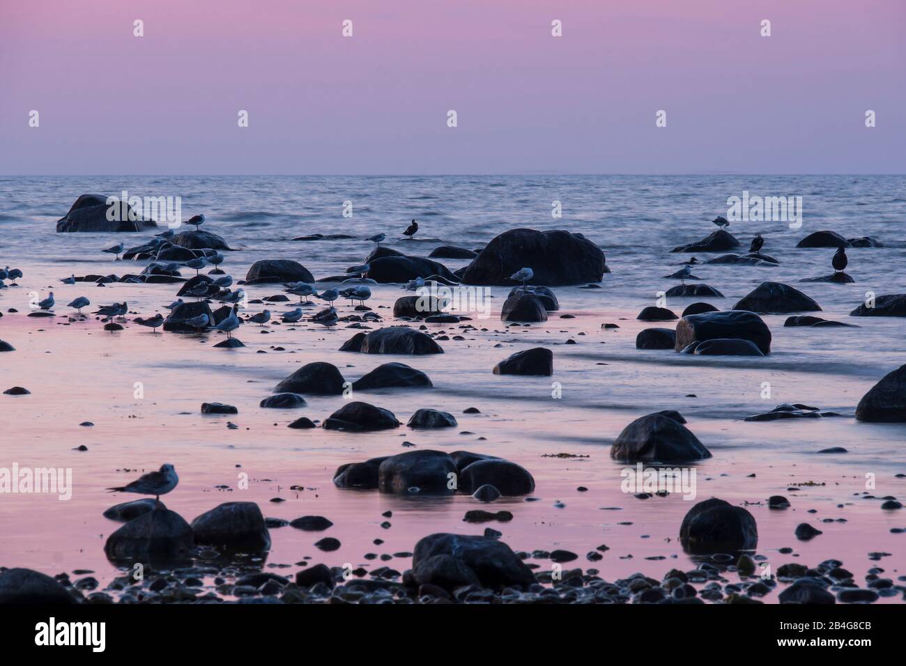 Estland, Ostseeinsel Hiiumaa, Schärenküste Im Abendlicht, Möwen Banque D'Images
