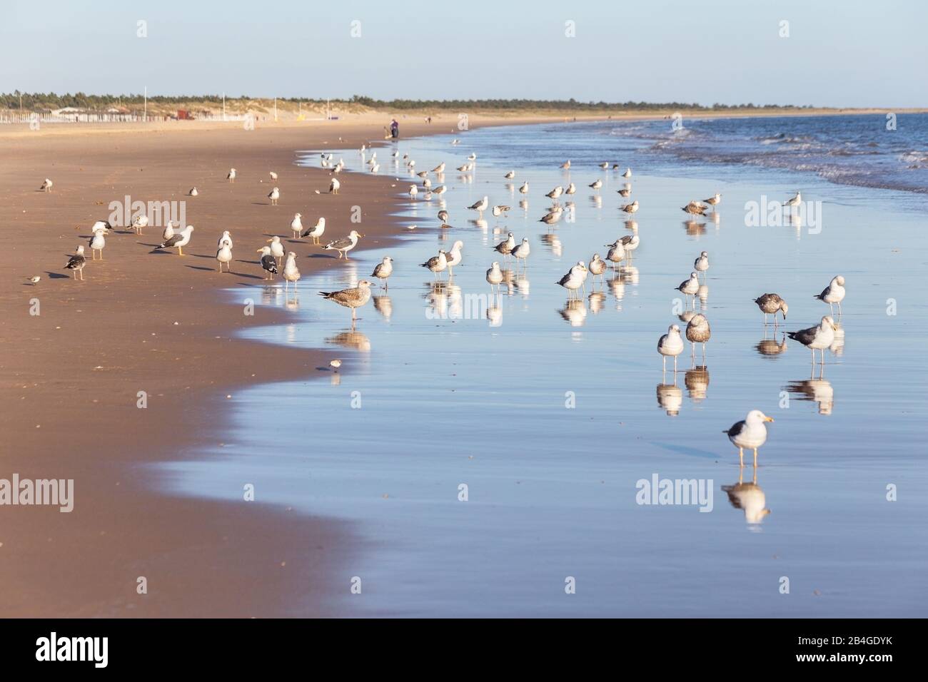 Des troupeaux de mouettes marchent le long de la plage. Sur la rive portugaise. Banque D'Images