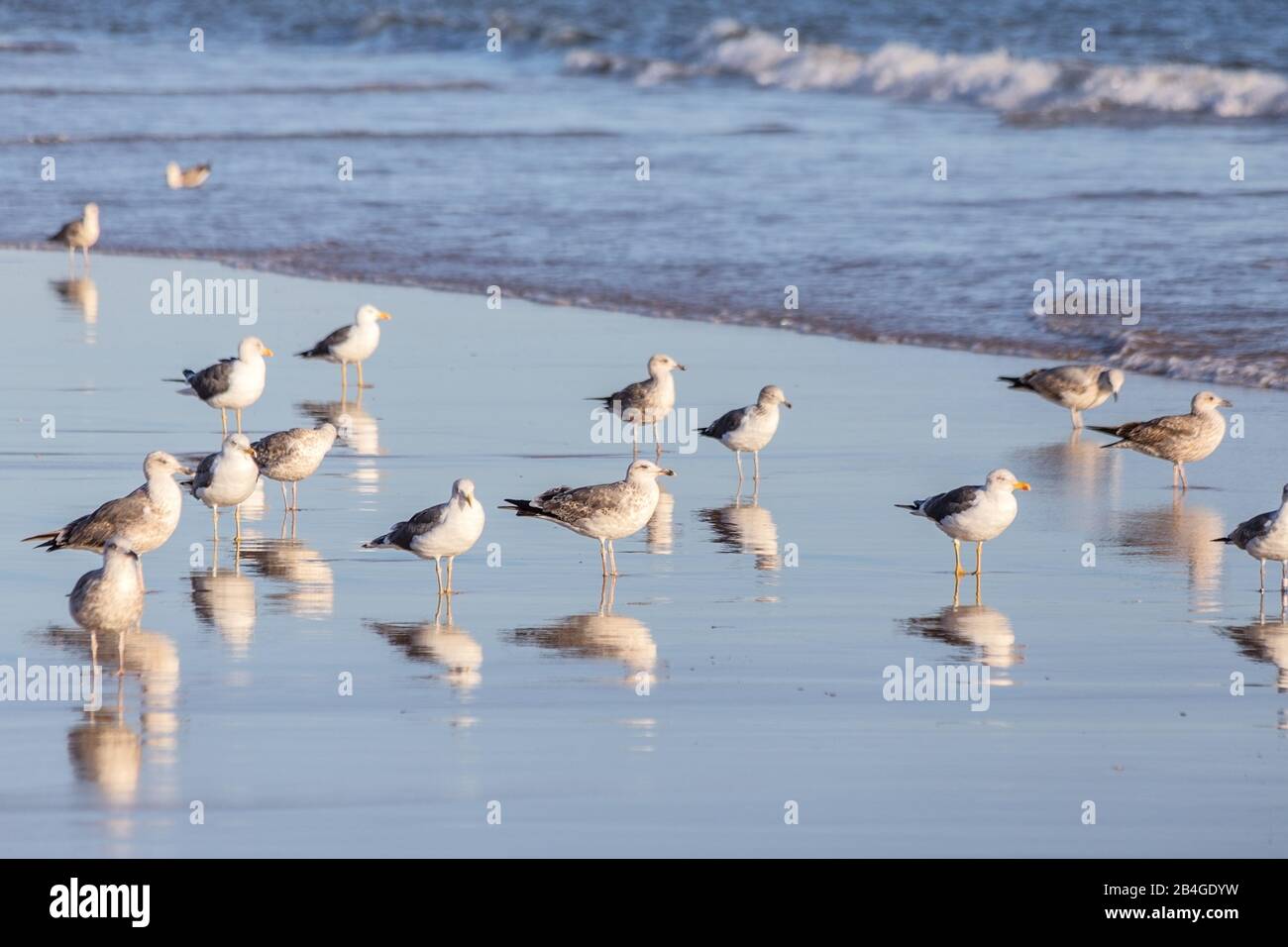 Des troupeaux de mouettes marchent le long de la plage. Sur la rive portugaise. Banque D'Images