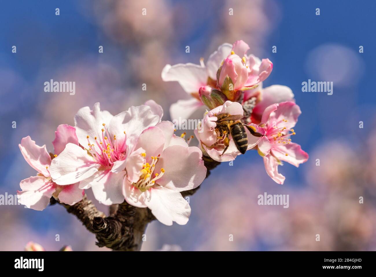 Fleurs portugaises d'amande pendant la floraison. Alentejo Banque D'Images