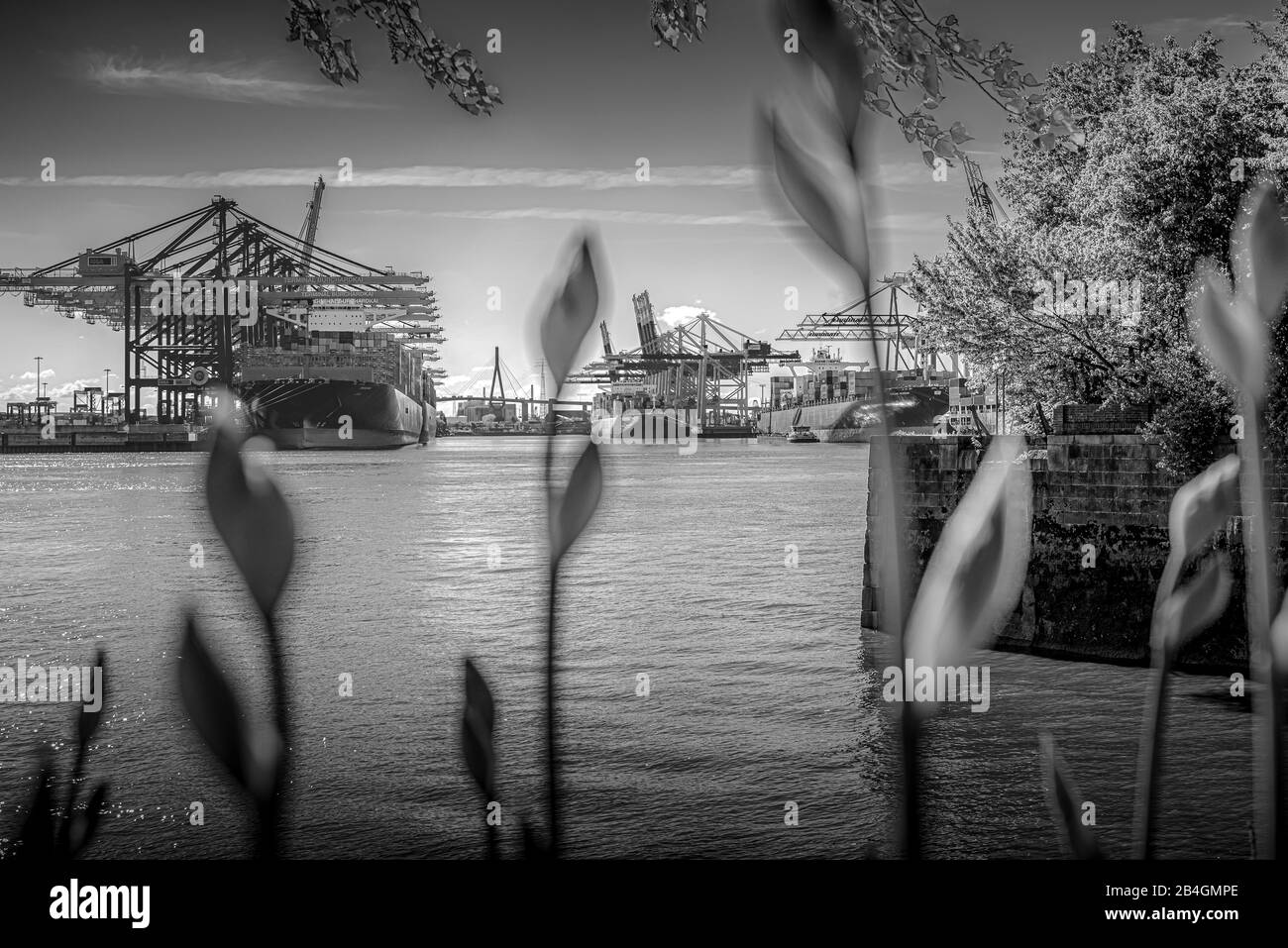 Allemagne, Hambourg, Elbe, port, port de Waltershofer, chargement de conteneurs, Köhlbrandbrücke, navire à conteneurs Banque D'Images
