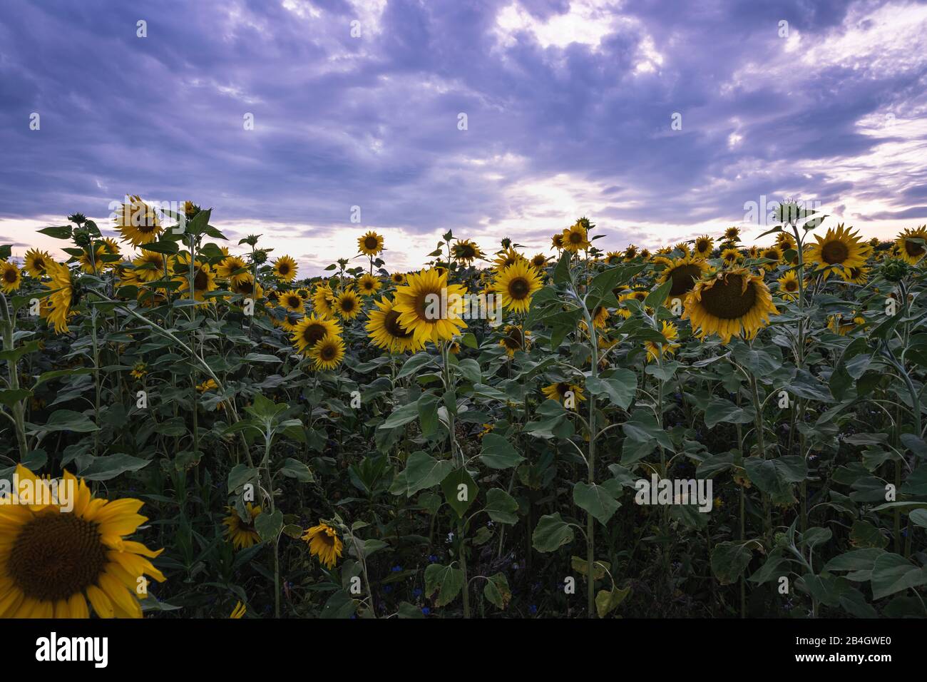 Champ de tournesol, Helianthus annuus, famille Daisy, Asteraceae Banque D'Images