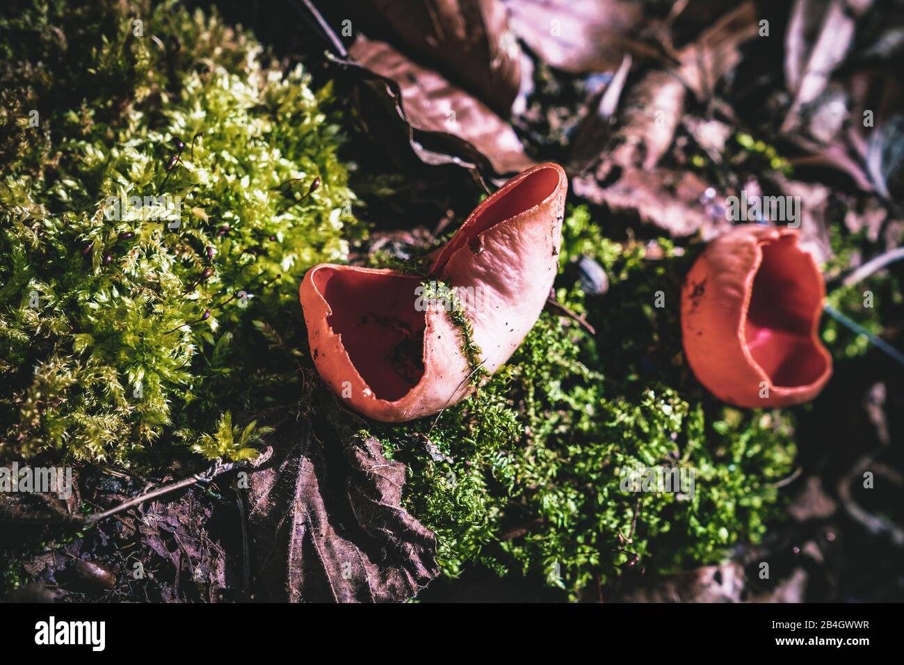 cup rouge écarlate, sarcoscypha coccinea, champignons, forêt, feuilles, mousse Banque D'Images