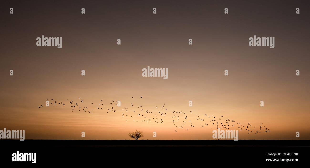 Paysage de la Pampas avec la Maigration des oiseaux Banque D'Images