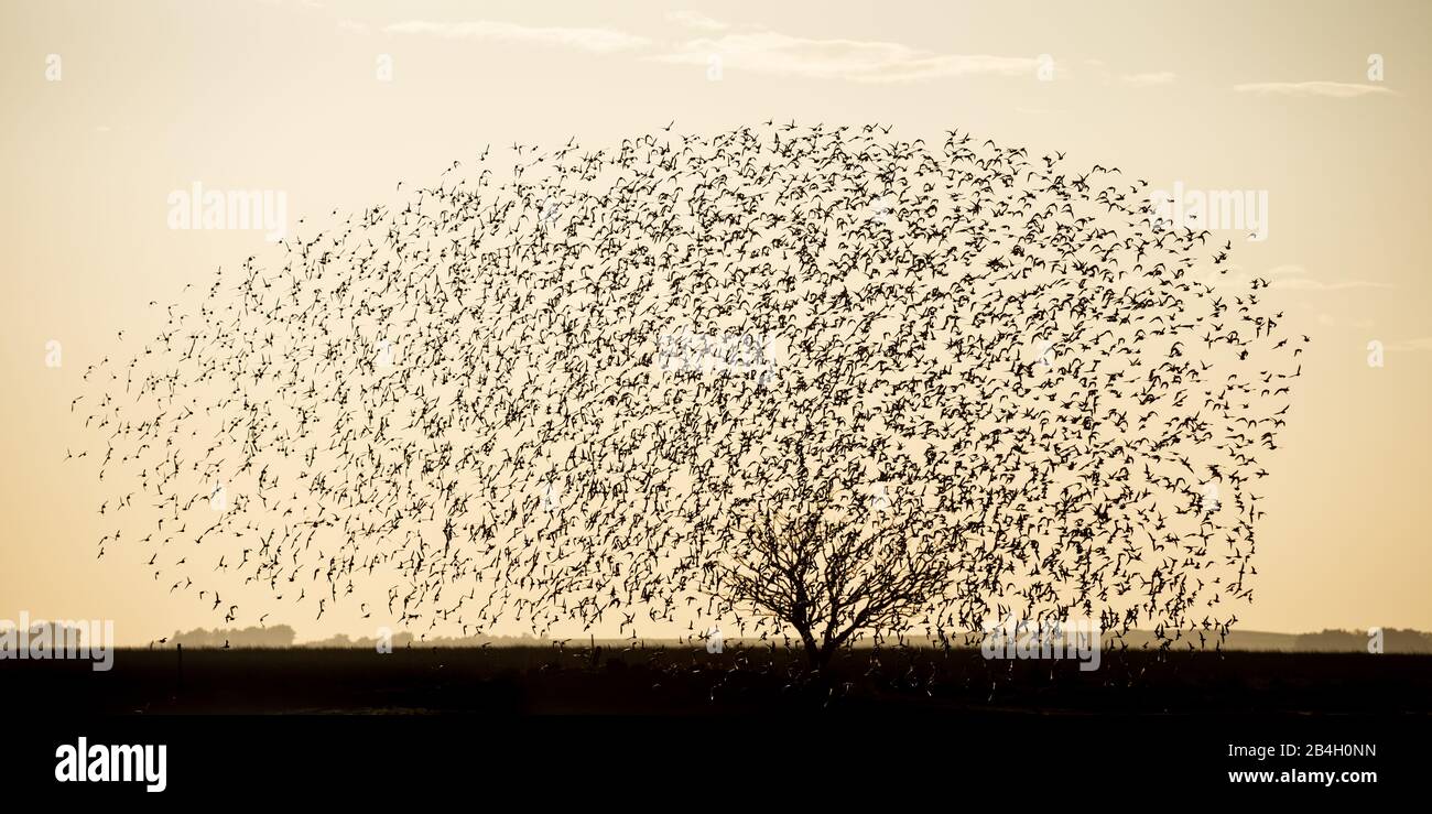 Troupeau d'oiseaux en vol synchrone et arbre simulant un cerveau humain. Banque D'Images Troupeau d'oiseaux en vol synchrone et arbre simulant un cerveau humain. Banque D'Images