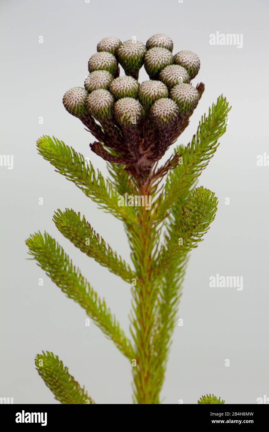 Fleurs d'un buisson de Brunia, une plante d'Afrique du Sud, avec fond gris Banque D'Images