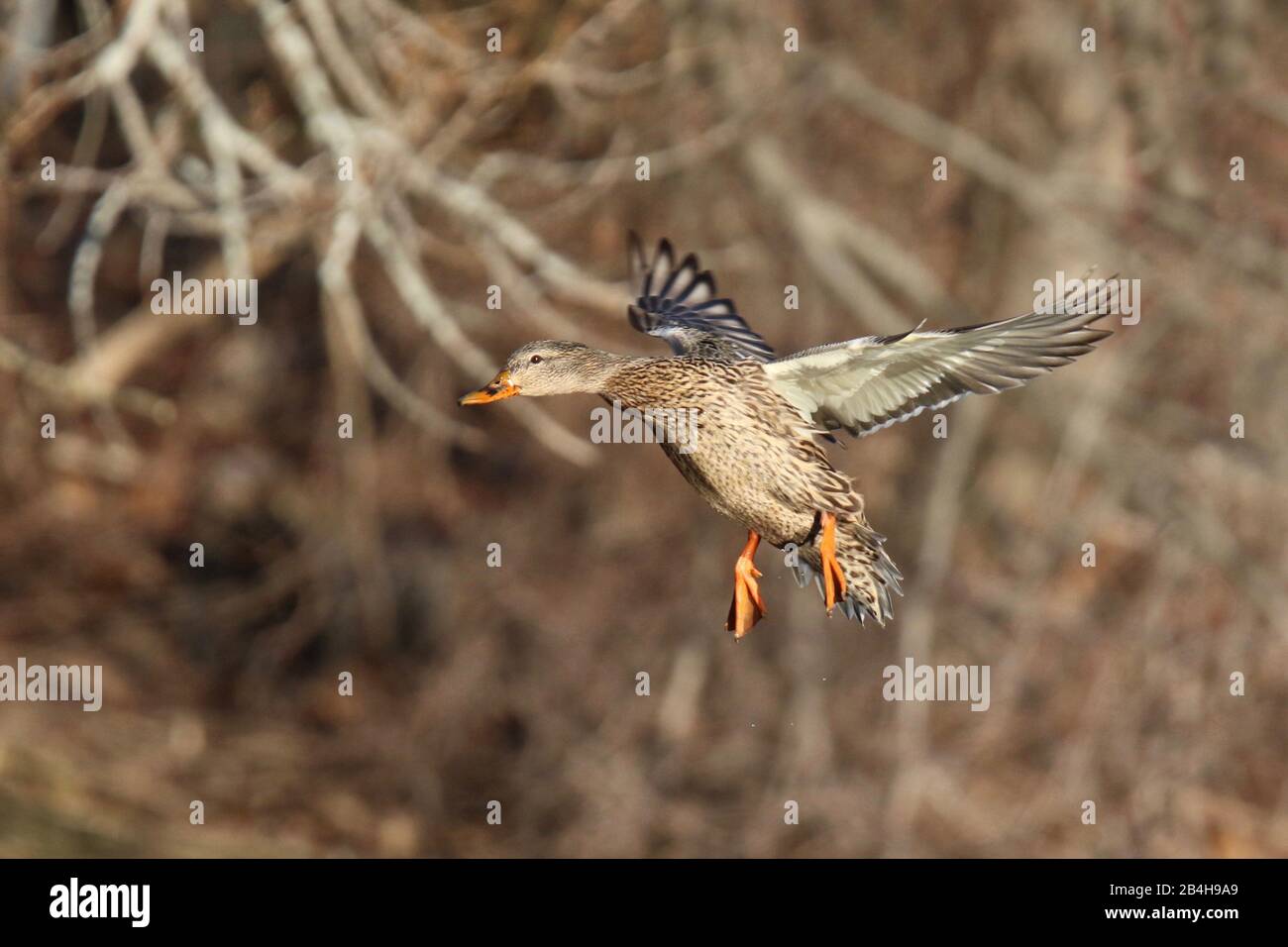 Un canard malard de poule Anas platyrhynchos en vol Banque D'Images