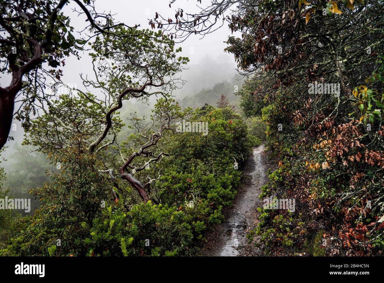 Chemin fin à travers les branches colorées et courbes jusqu'à la colline brumeuse Banque D'Images