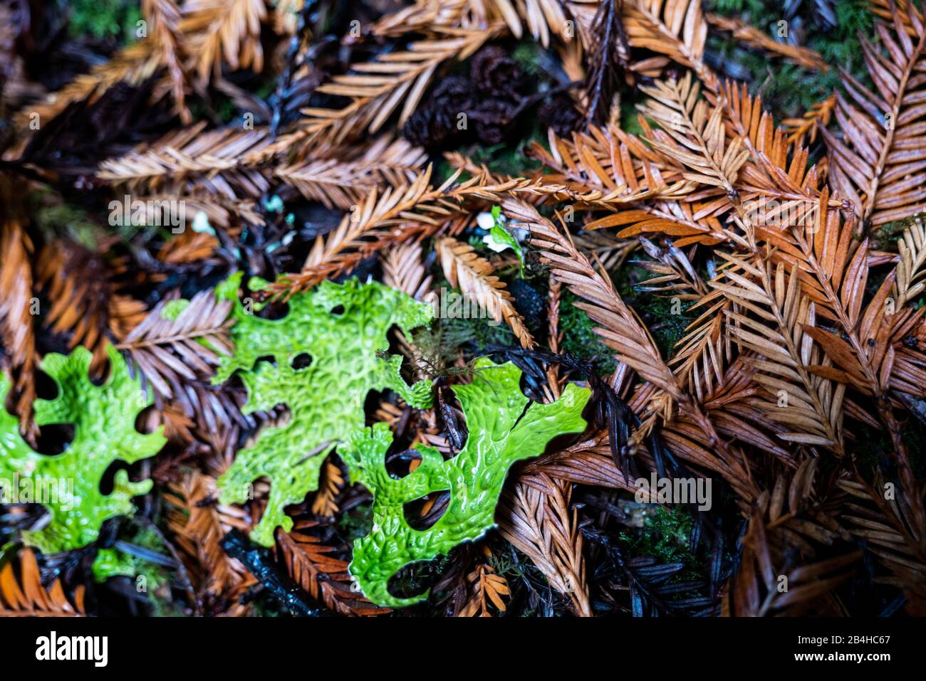 Aiguilles de lichen et de pin mouillées sur le plancher forestier du nord de la Californie Banque D'Images