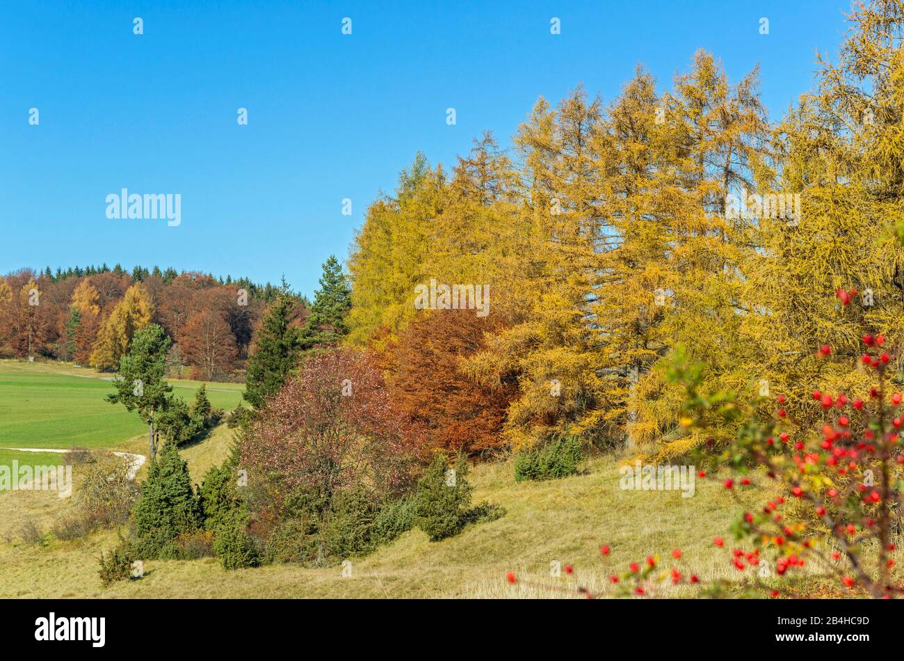 Allemagne, Bade-Wurtemberg, Albstadt-Onstmettingen, Alb Swabian, Larch, Automne. Le mélèze était l'arbre de l'année 2012. Banque D'Images