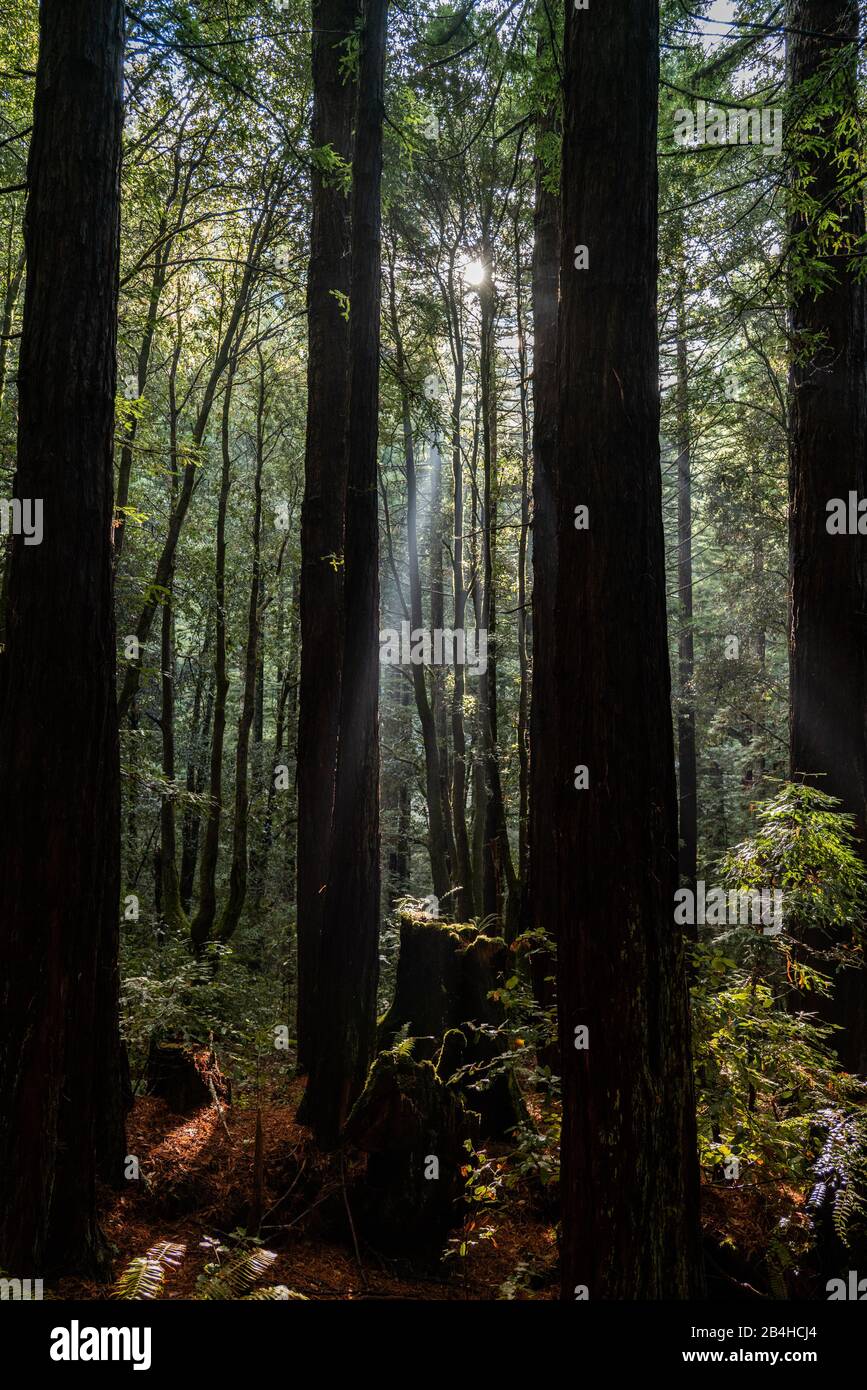 La lumière traverse la forêt de séquoias et tombe sur un sol couvert de mousse Banque D'Images