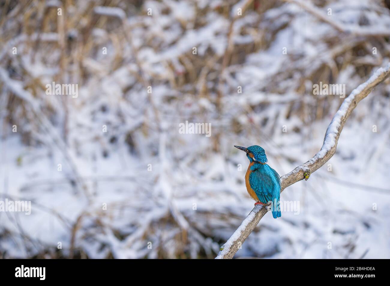 Rivière kingfisher (Alcedo atthis), à l'affût en hiver, Allemagne, Bade-Wuerttemberg Banque D'Images