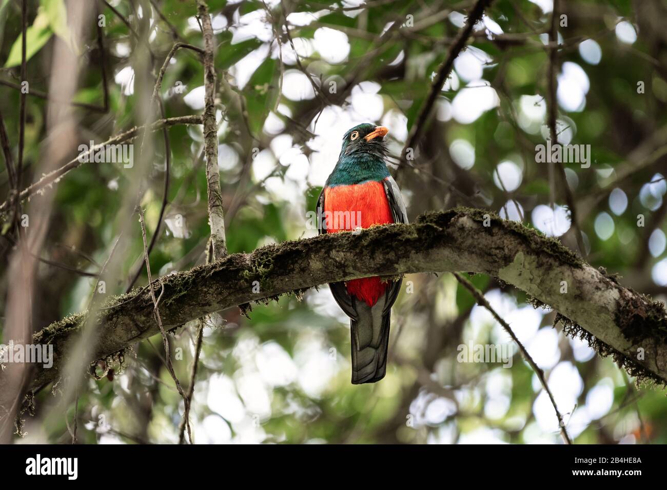 Oiseau de trogon à queue tailleuse coloré sur la braque d'arbre au Costa Rica Banque D'Images