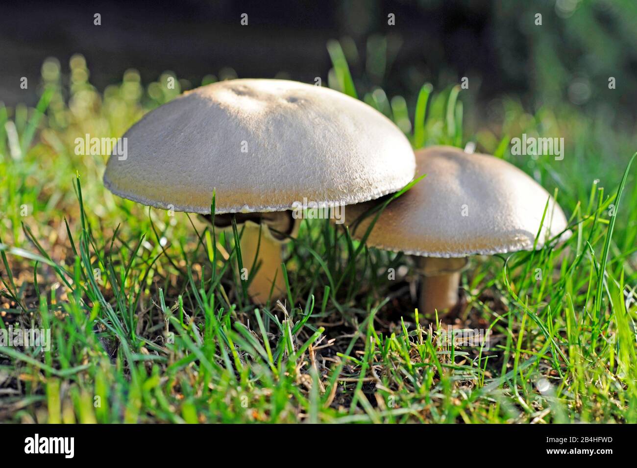 Deux champignons de brebis, aussi des moutons-Egerlinge ou Anis-Ausgerlinge, comestibles champignons, qui poussent en fin d'été sur les prés et à Waldraendert Banque D'Images