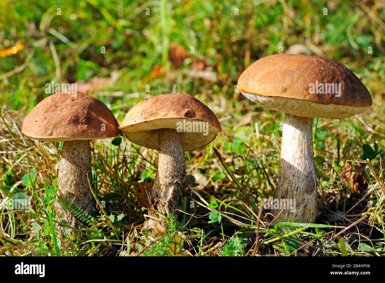 Trois majestueux champignons de bouleau sur un pré forestier d'automne Banque D'Images