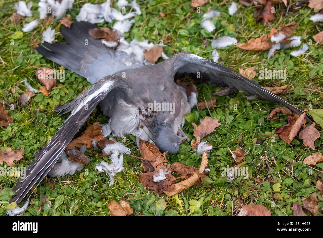 Pigeon de bois (Columba palumbus), couché mort dans un pré, pluché par un gohawk, Allemagne, Bavière, Niederbayern, Basse-Bavière Banque D'Images