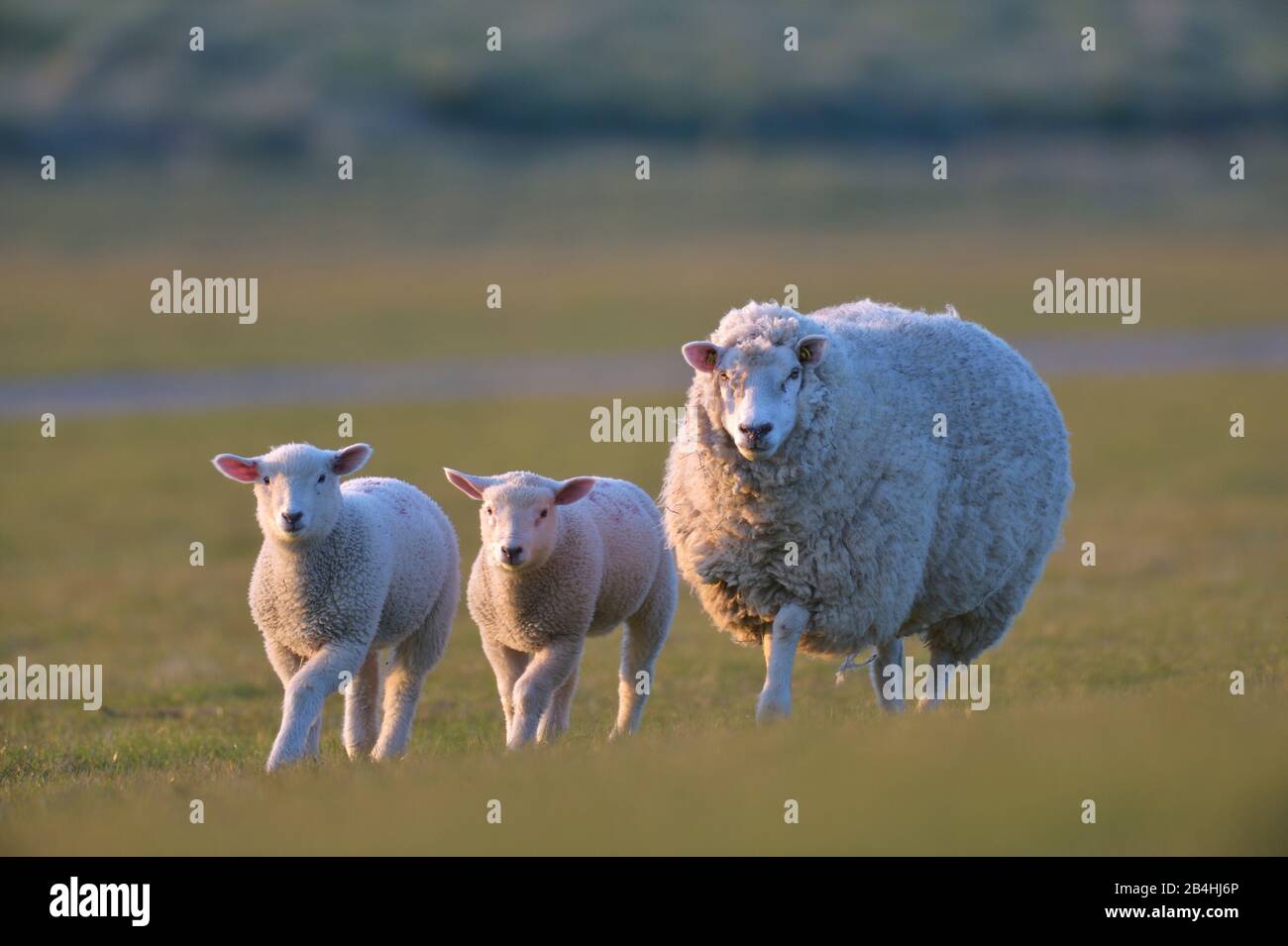 Mouton domestique (Ovis ammon F. bélier), avec deux agneaux, Allemagne, Schleswig-Holstein Banque D'Images