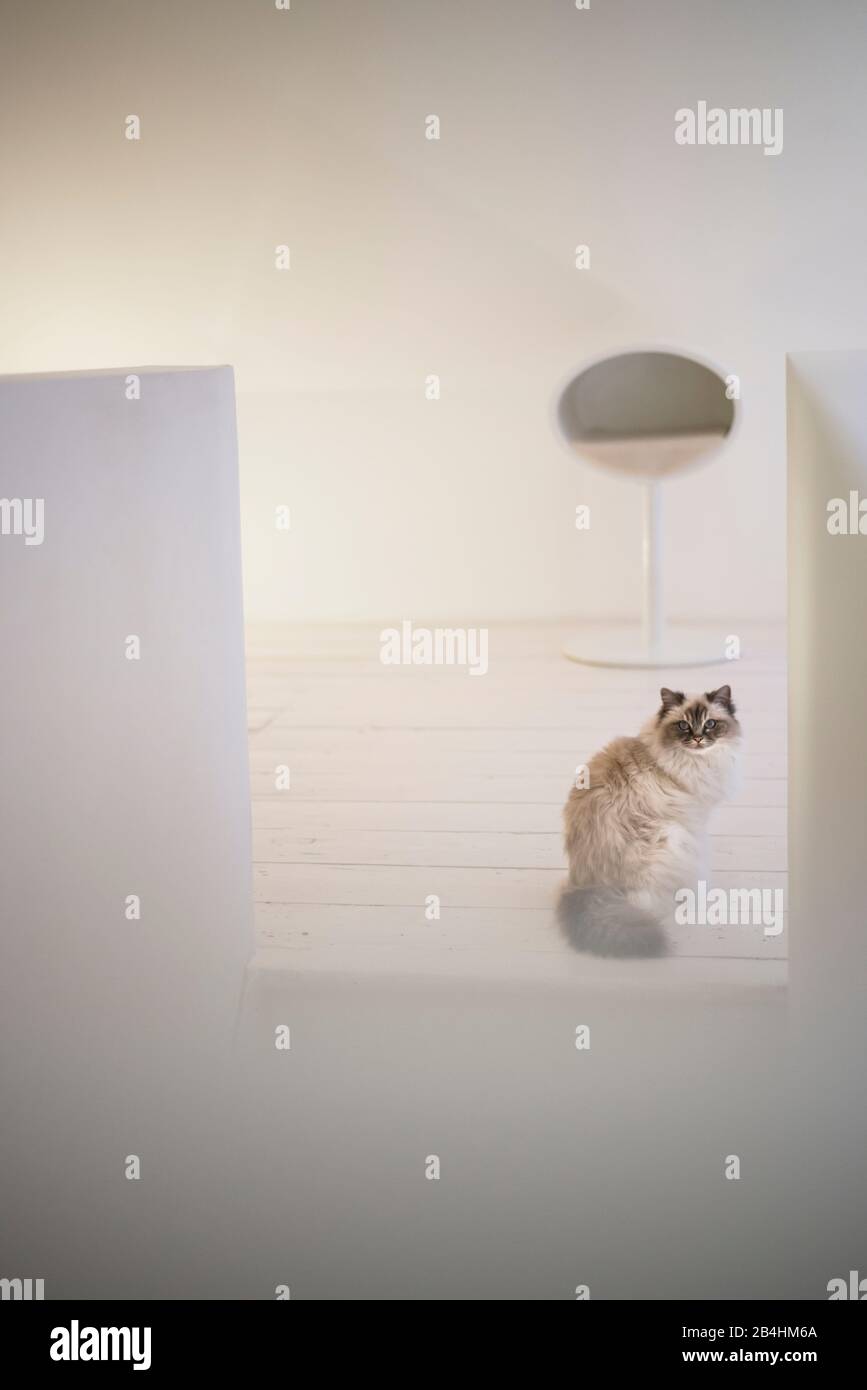 Birman Cat se trouve dans une chambre moderne et lumineuse avec des meubles de créateur Banque D'Images